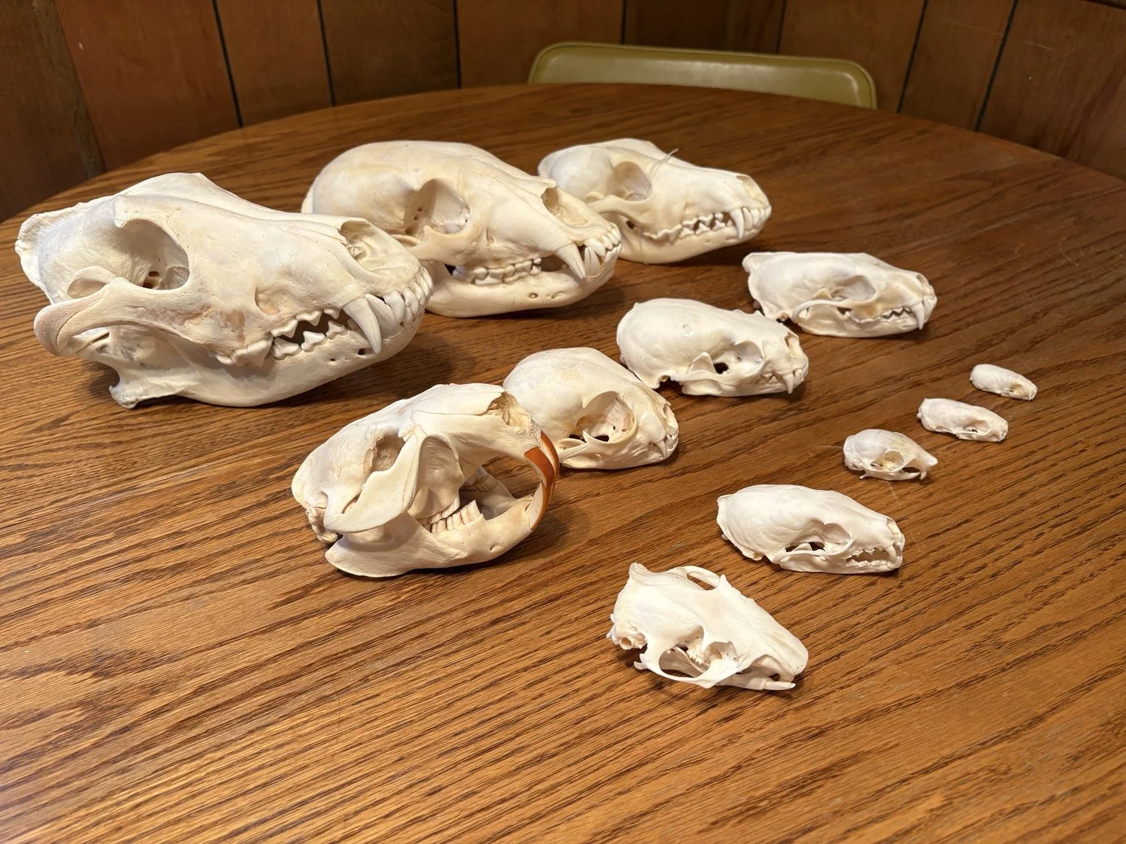 Collection of animal skulls of various sizes arranged on a wooden table.
