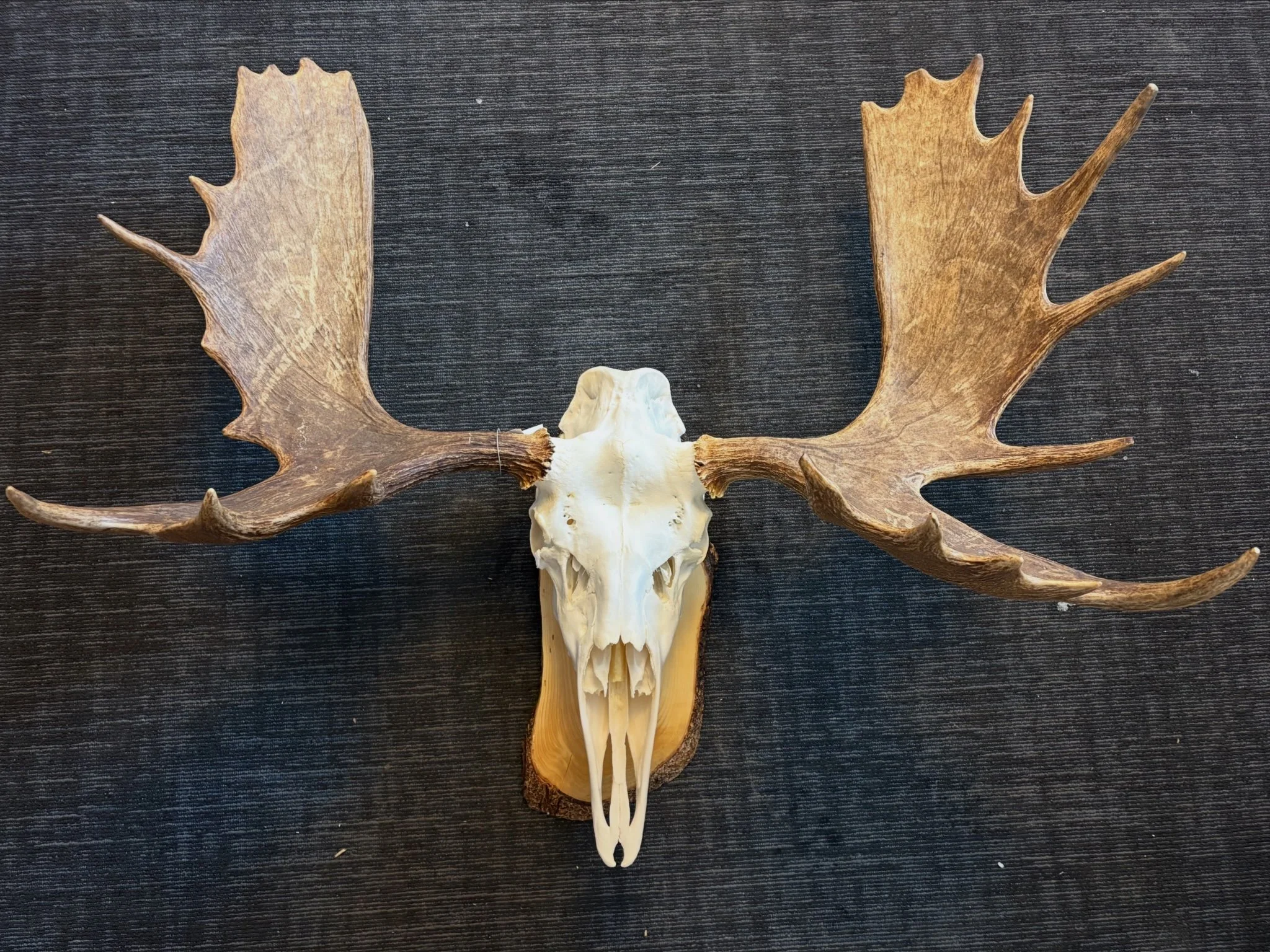 A moose skull with antlers on a textured dark surface.