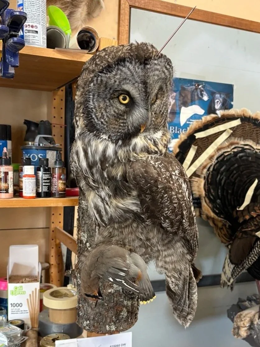 A taxidermied owl displayed on a branch holding a waxwing under its claw