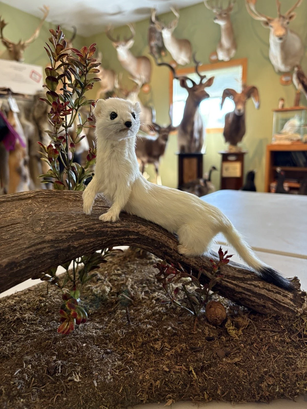 A taxidermy display of a ferret on a piece of wood with red plants nearby. In the background, mounted deer heads and antelope heads are on the wall, with a window letting in light.