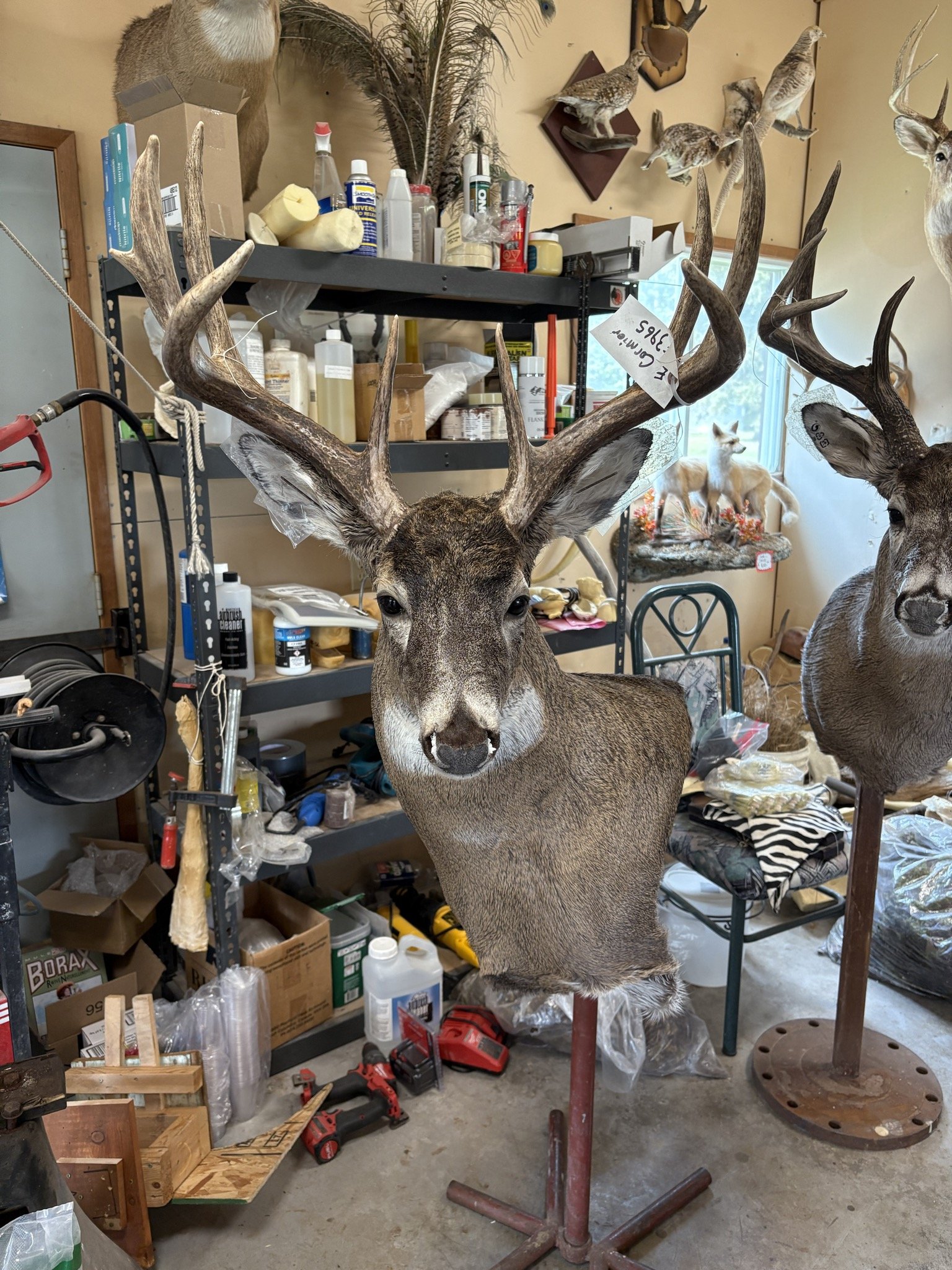 Taxidermy deer head with large antlers mounted on a stand with other mounted animals hanging on the wall.
