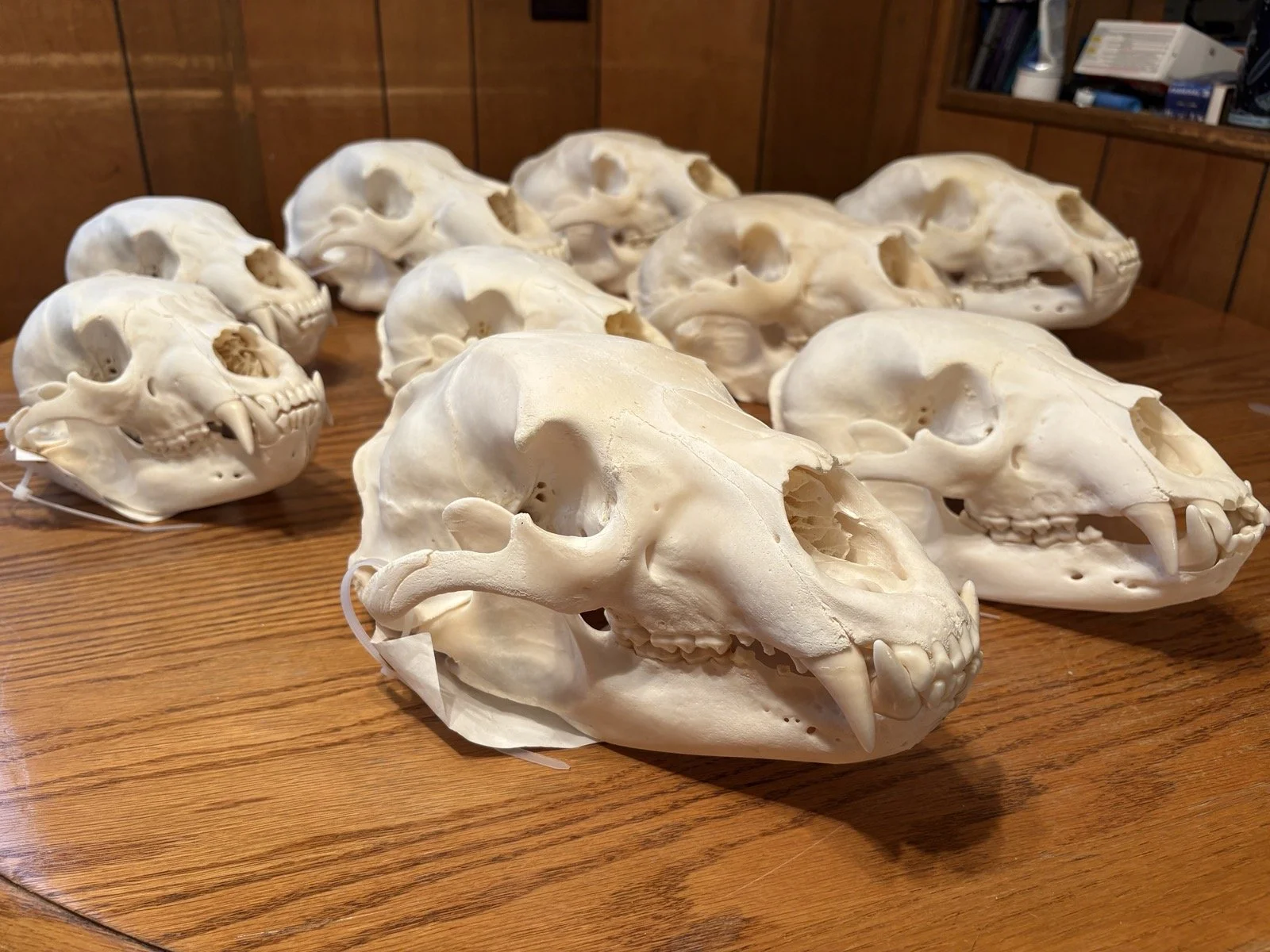 Multiple animal skulls, including those with long canine teeth, arranged on a wooden table in a room with wood-paneled walls.