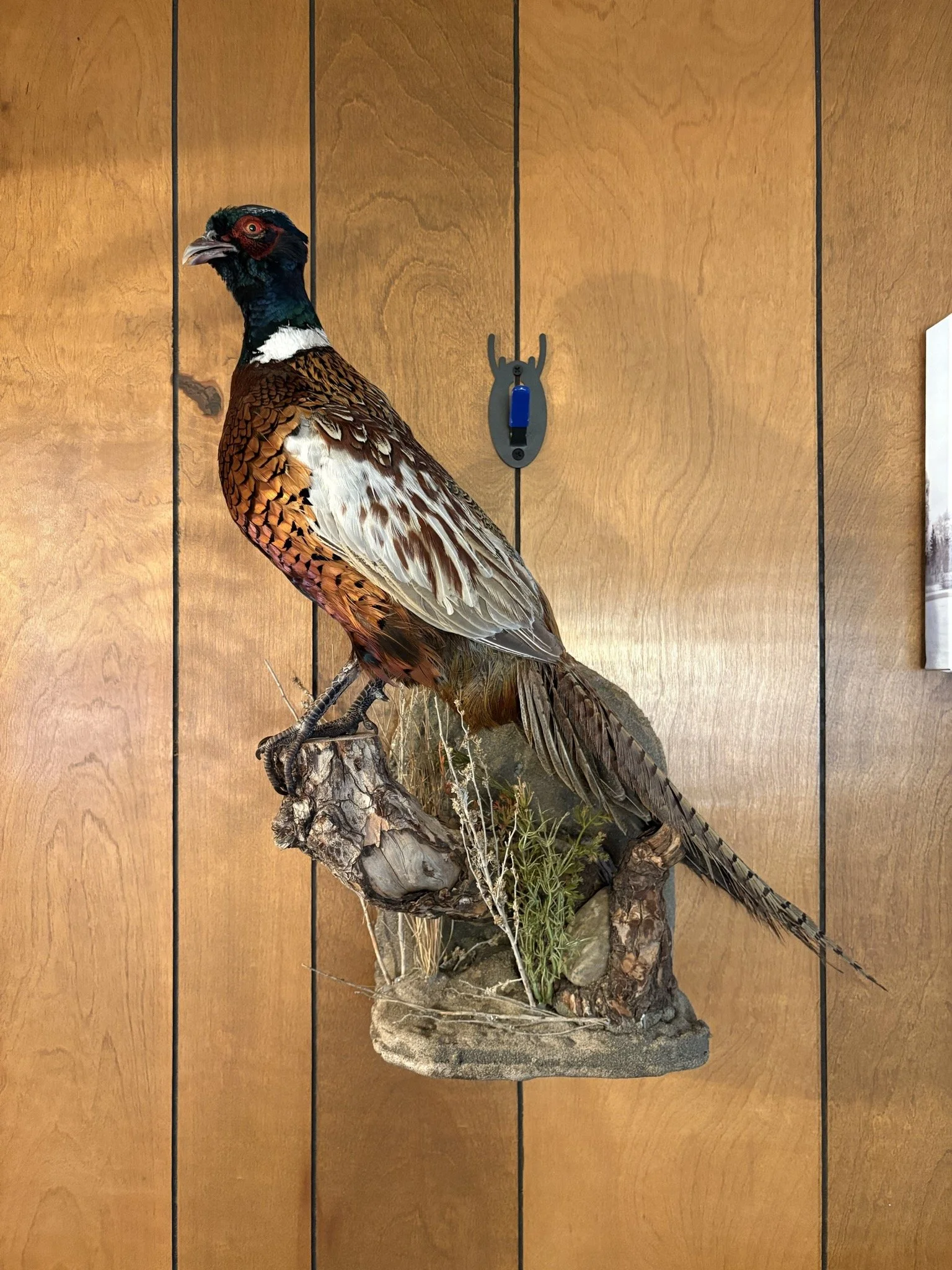 Mounted display of a pheasant bird on a log with plants at the base, set against a wooden background.