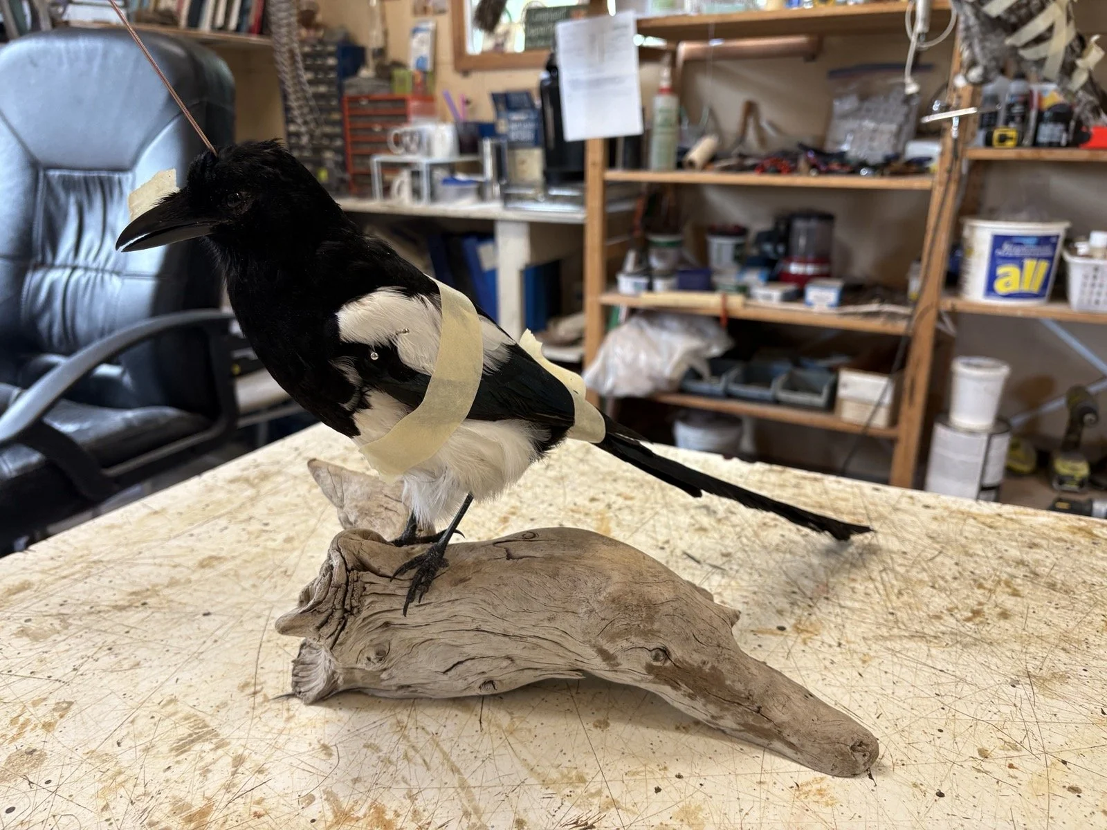 A taxidermy magpie, mounted on a driftwood perch inside a workshop.