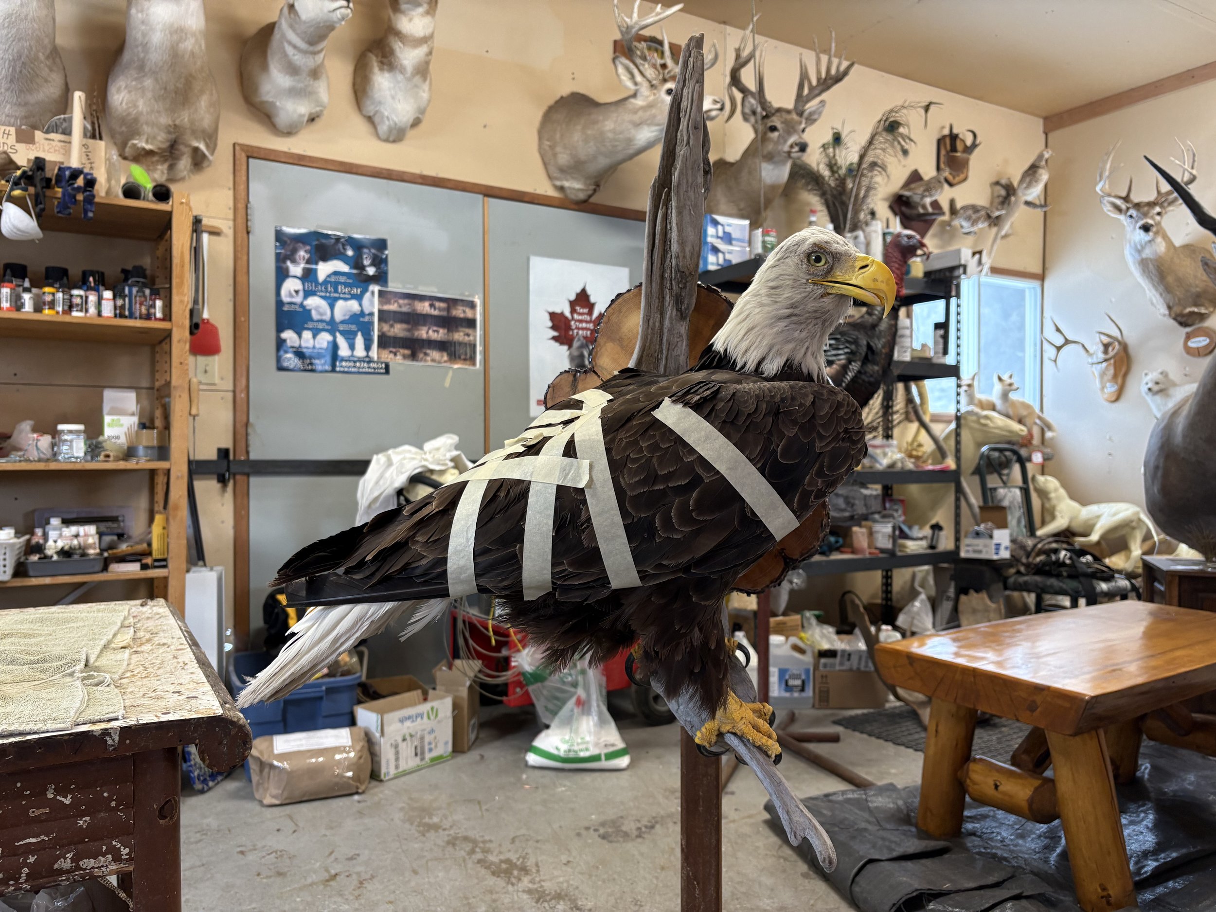 Taxidermy eagle standing on a wooden table in a workshop surrounded by various mounted animal heads and taxidermy supplies.