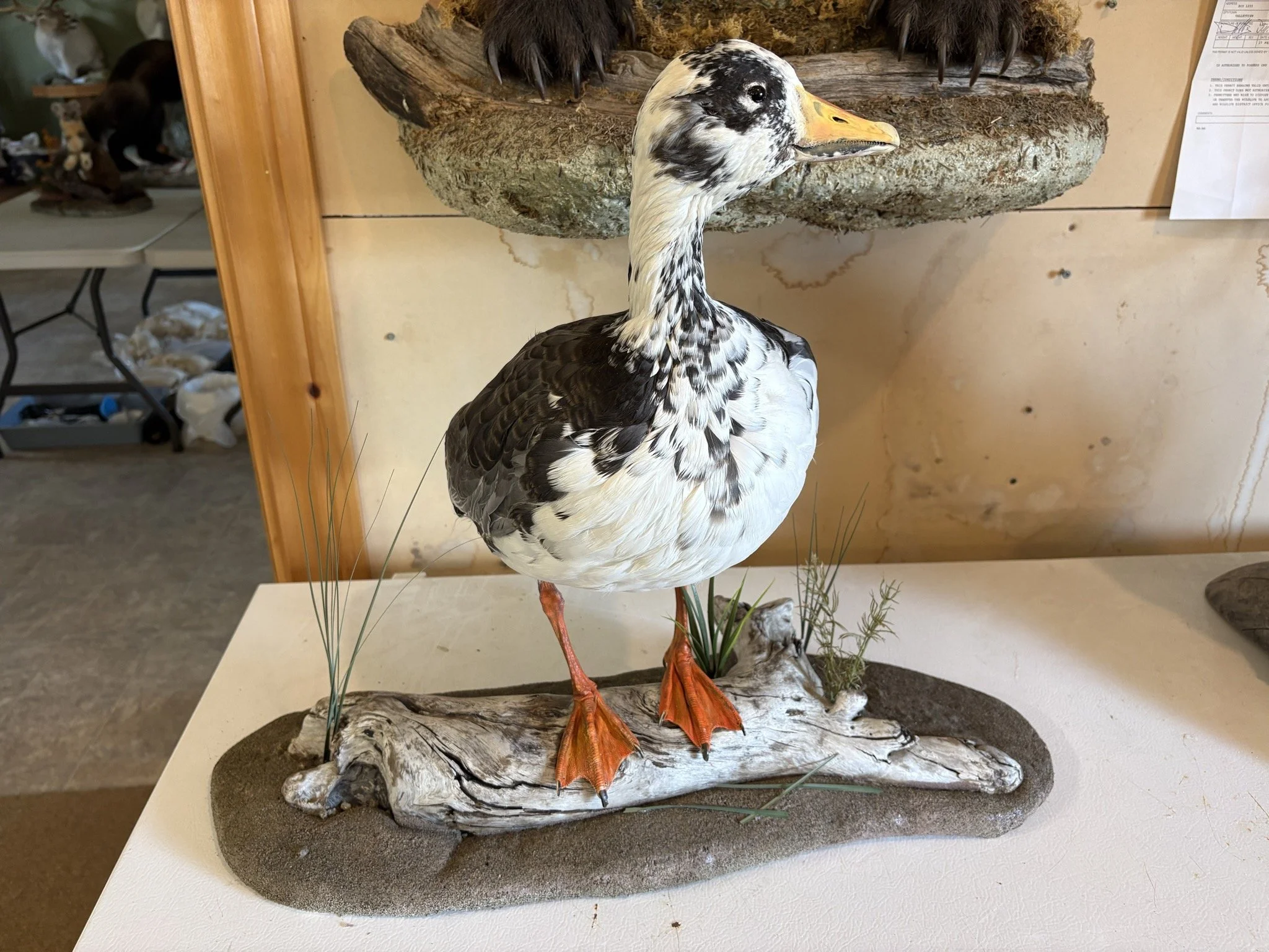 A taxidermy display of a goose standing on a piece of wood with artificial grass and rocks, set against a beige wall.