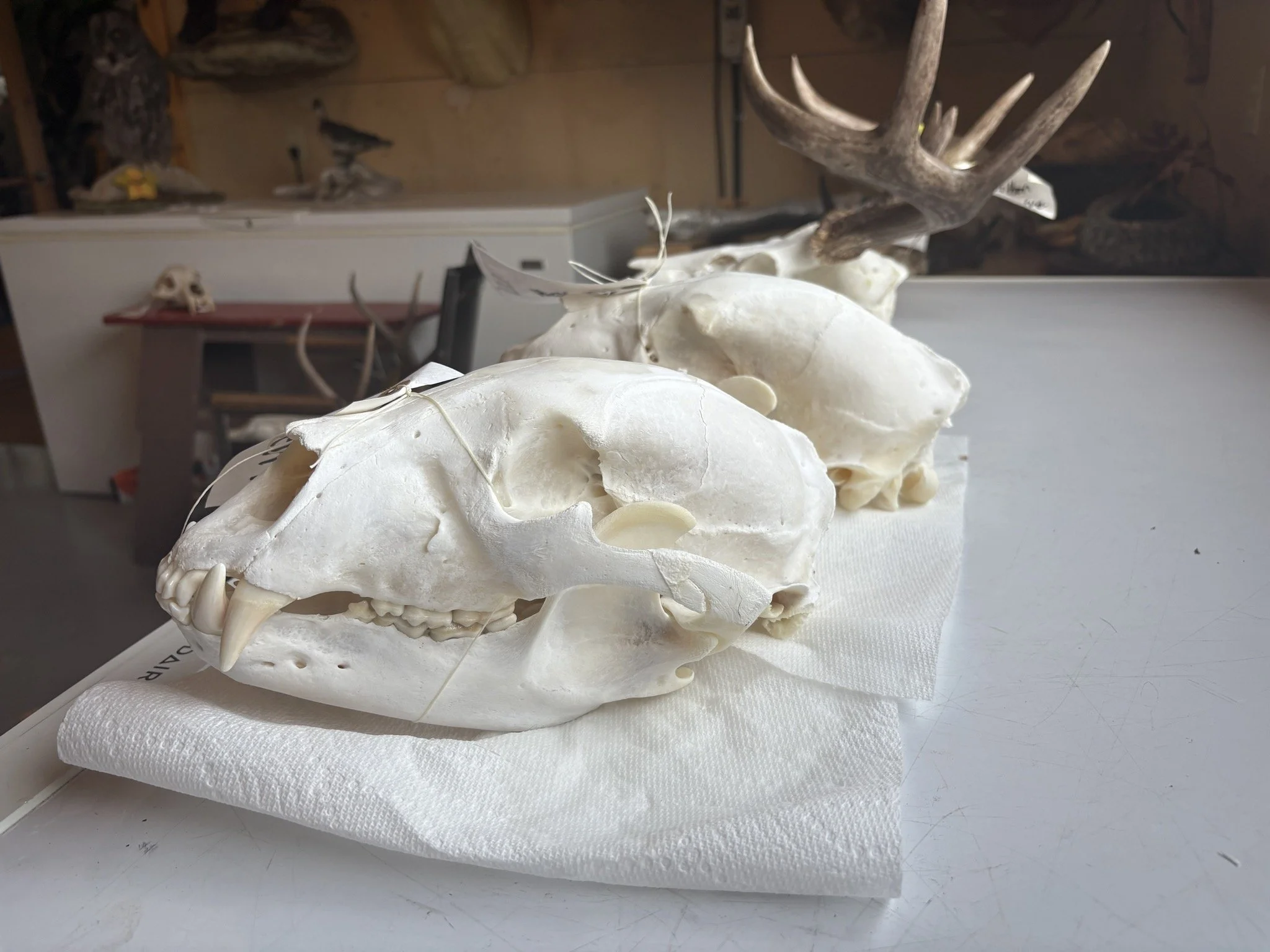A display of several animal skulls with antlers, arranged on a white surface. The background includes additional artifacts and a skull on a low table, within a museum or similar setting.