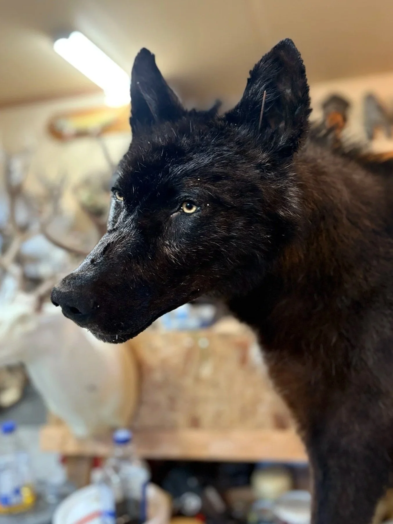 Taxidermy black wolf head
