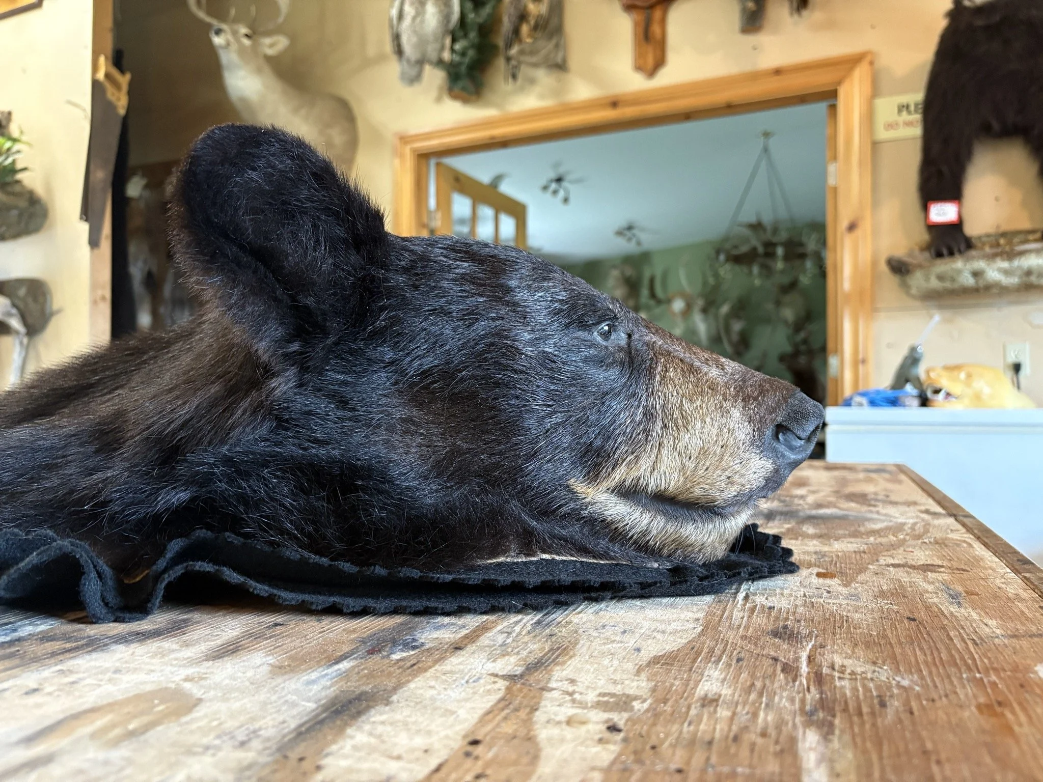 A black bear rug lying on a wooden table indoors with taxidermy animal mounts and a doorway in the background.