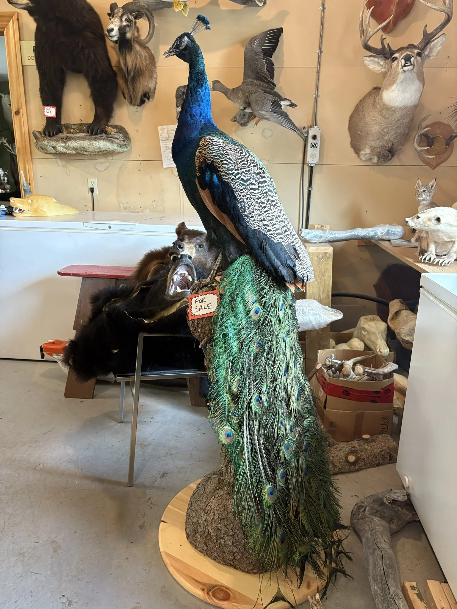 A taxidermy display featuring a mounted peacock with vibrant, iridescent blue and green feathers, surrounded by various other mounted animals including a bear, mountain goat, deer, bear head, and smaller animals.