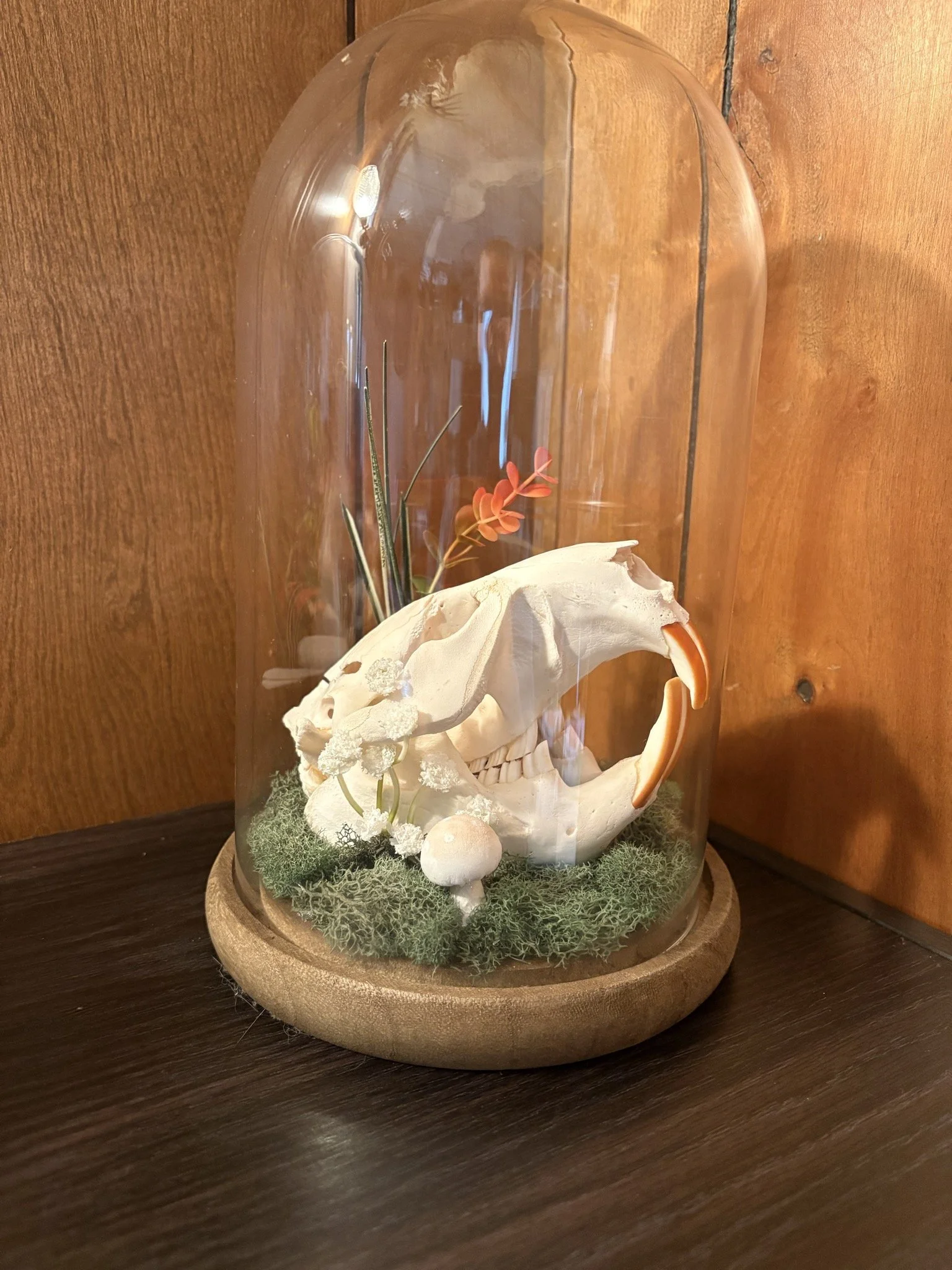 Decorative display inside a glass dome featuring a beaver animal skull, orange flowers, small white mushrooms, moss, and lichen on a round wooden base.