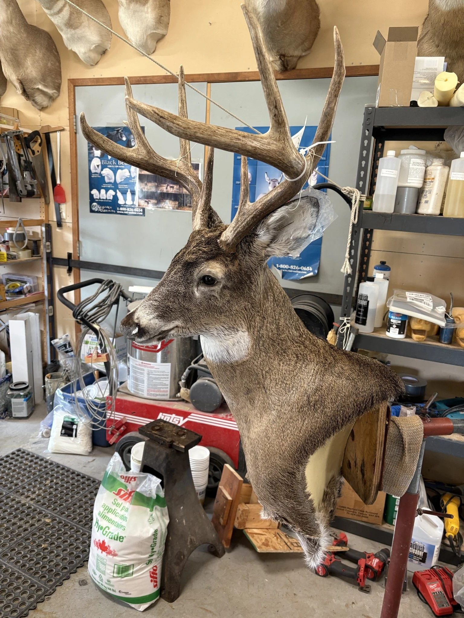 Mounted whitetail buck