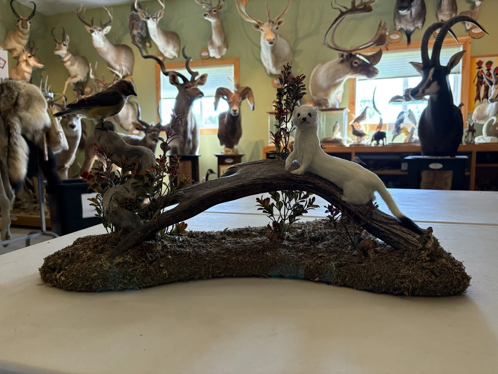 Taxidermy display of a white ferret, a branch, and some plants on a table, with mounted animal heads and antlers on the wall in the background.