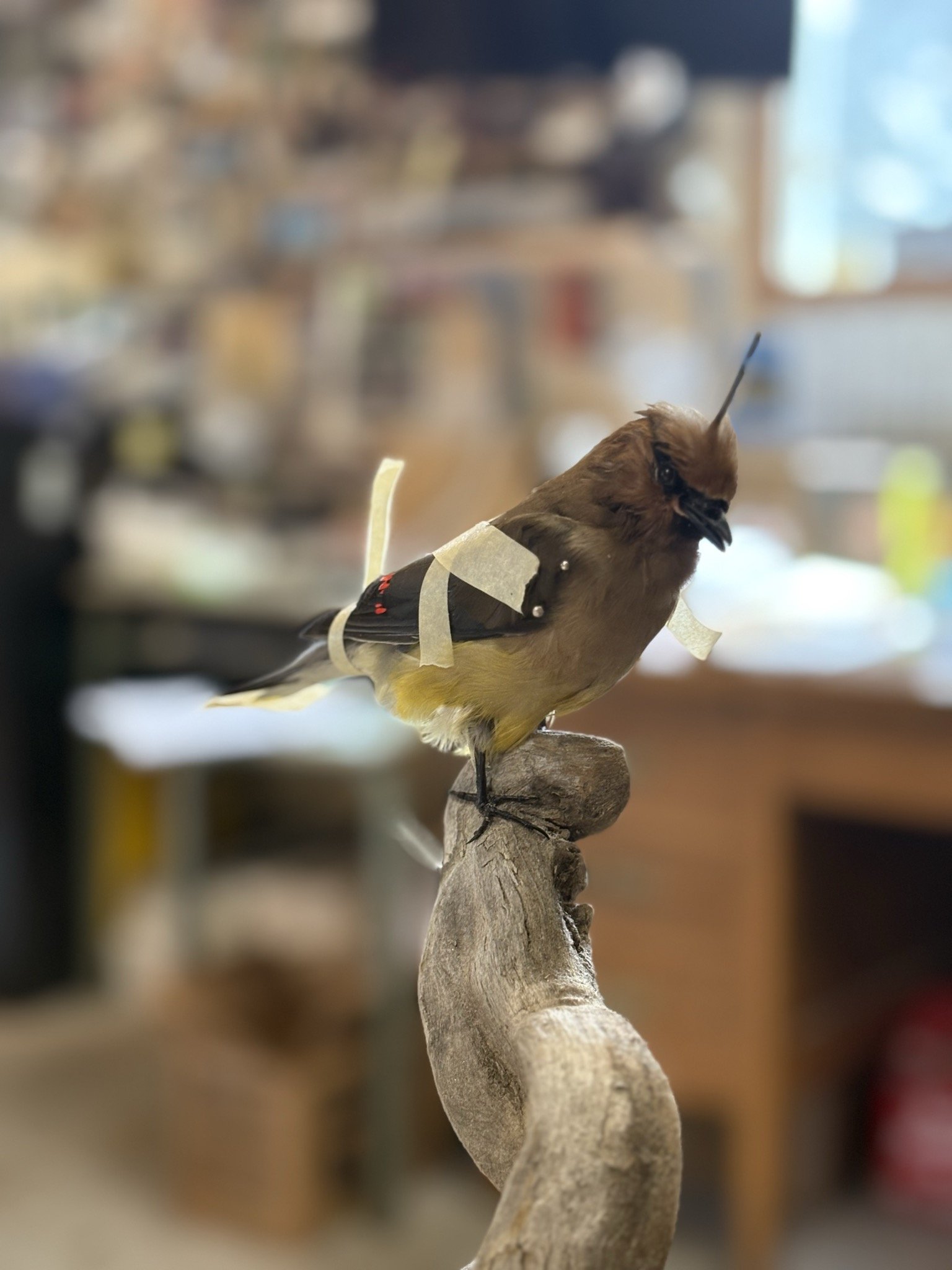 A mounted waxwing bird on a piece of wood, with a blurry background of a workshop or storage area.