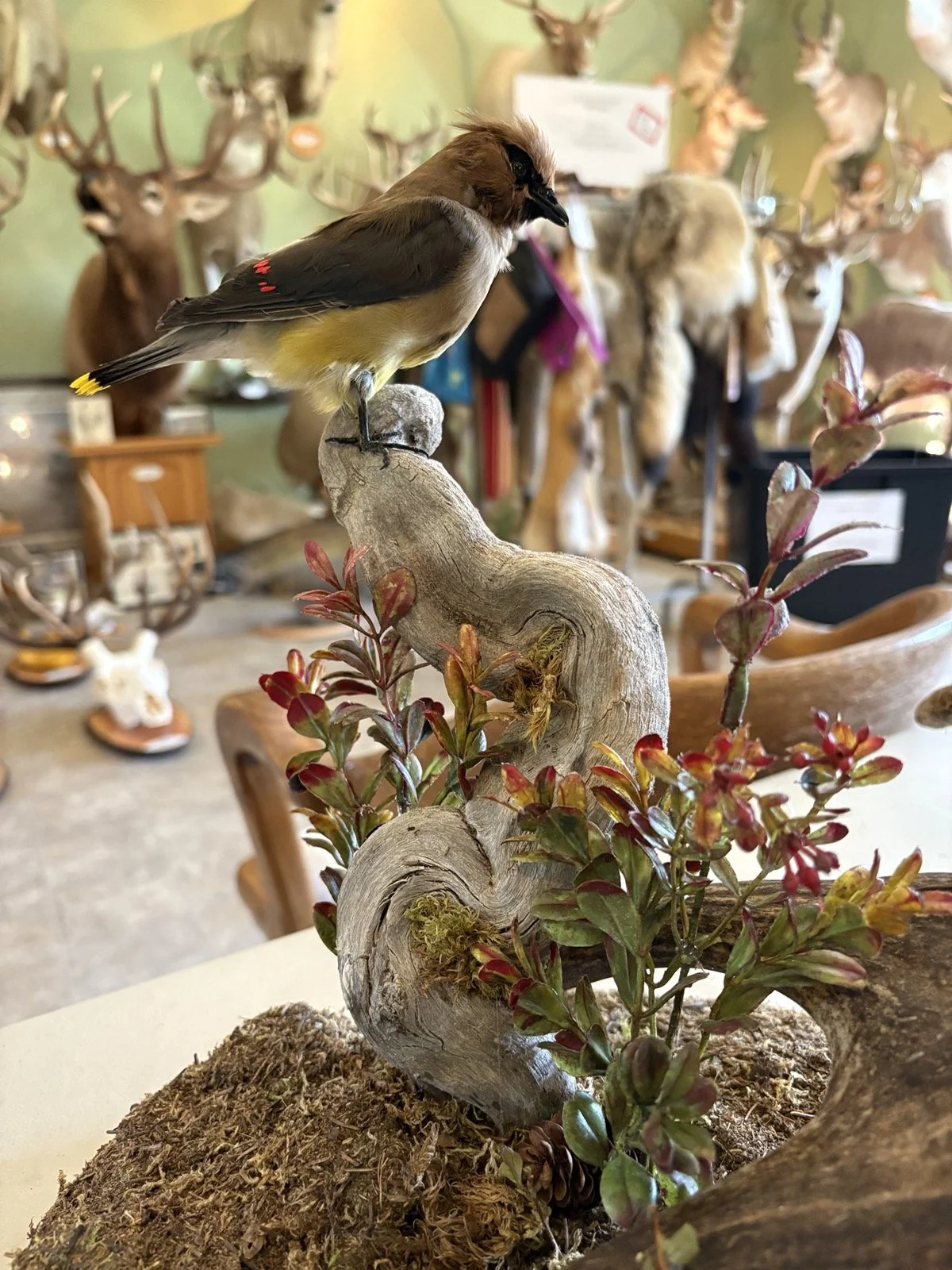A taxidermy bird perched on a twisted piece of driftwood in a room decorated with various animal mounts and taxidermy displays.