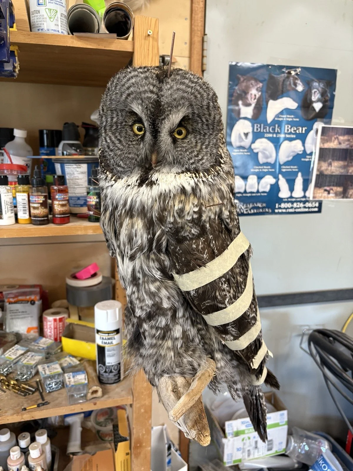 An owl with yellow eyes, gray and white feathers, perched on a wooden branch in a workshop with various tools and supplies in the background.