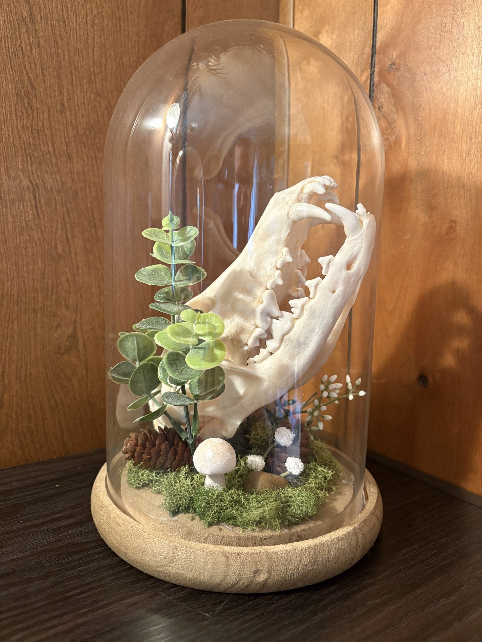 A glass dome display case with a coyote skull, green foliage, pine cone, mushrooms, moss, and small white flowers inside, set on a round wooden base.