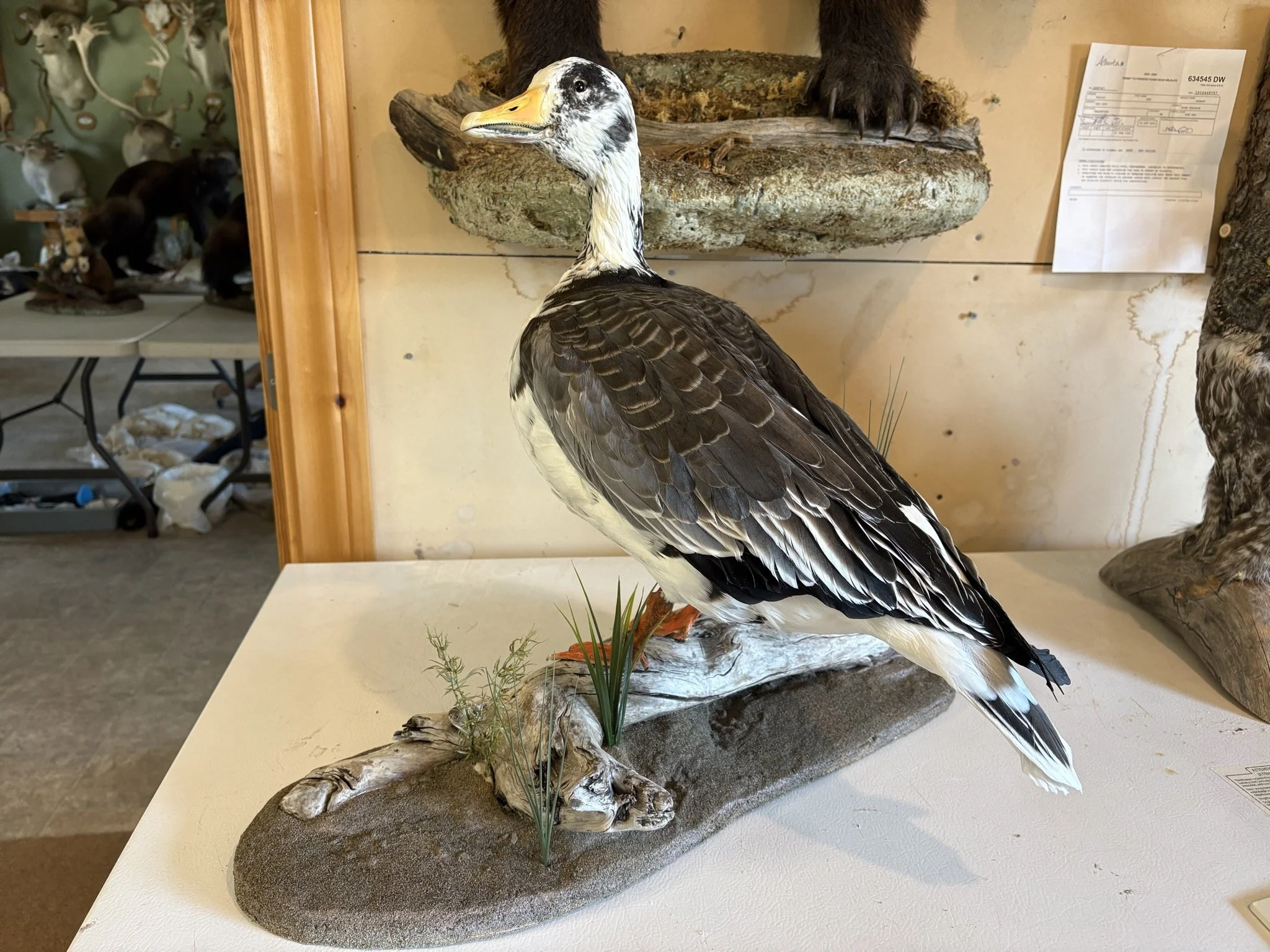 A taxidermy mount of a goose with a white and black head, yellow beak, and brown and white feathers, standing on a wooden base with grass and branches, in an indoor setting.