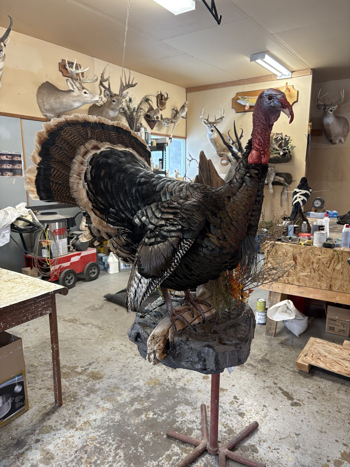 A taxidermied wild turkey, mounted on a stand in a workshop surrounded by mounted deer heads and hunting trophies.