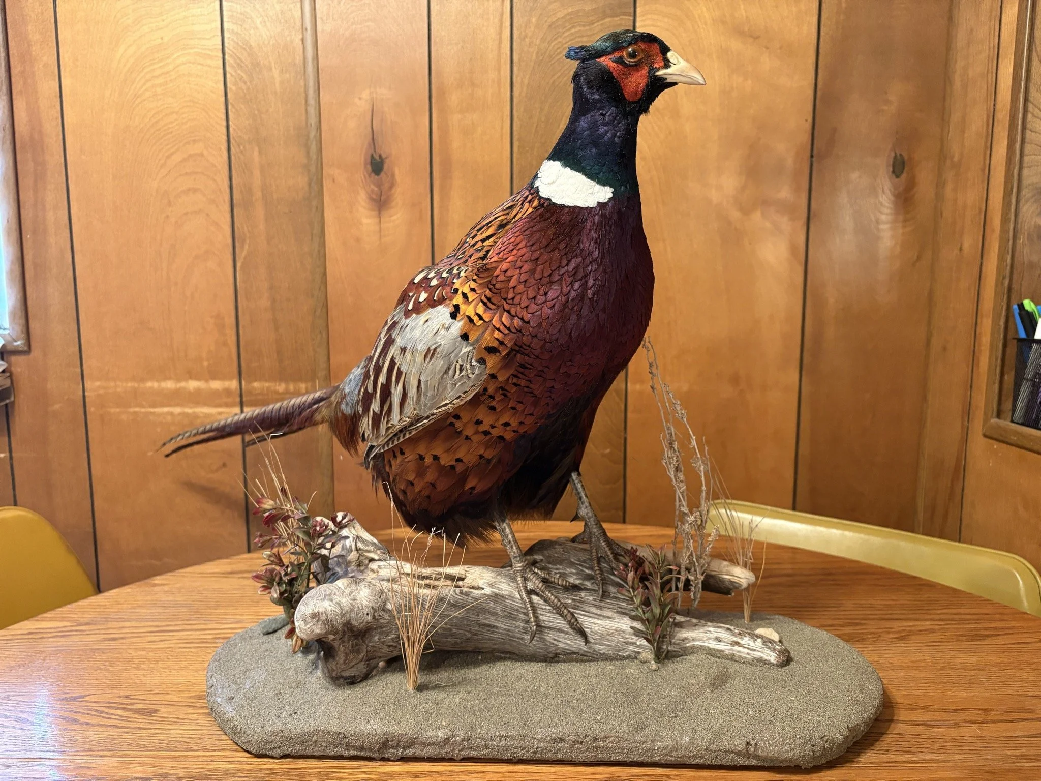 A mounted pheasant bird displayed on a piece of driftwood with rocks and some plants.