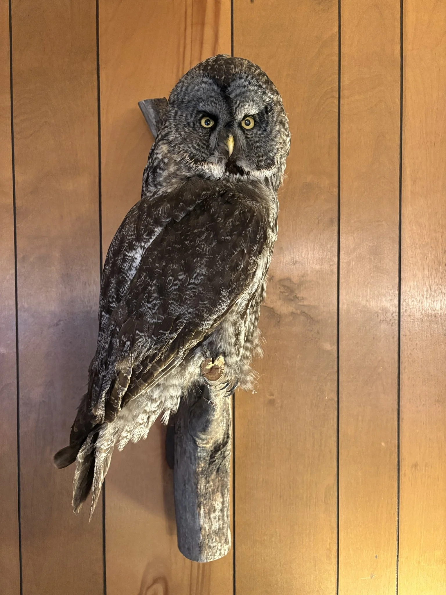 Taxidermy owl mounted on a wooden plaque.