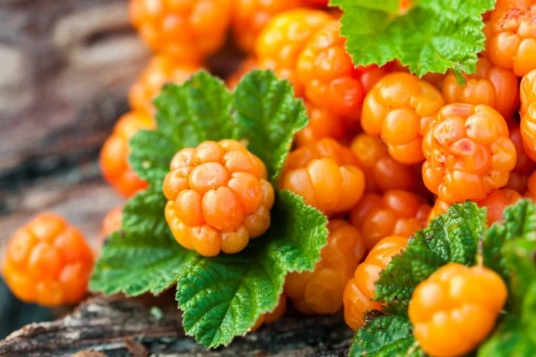Cloudberry