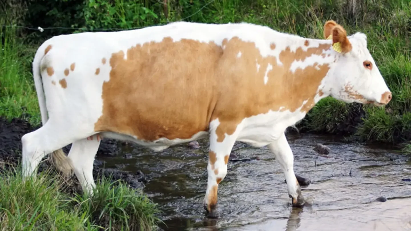 Eastern Finncattle