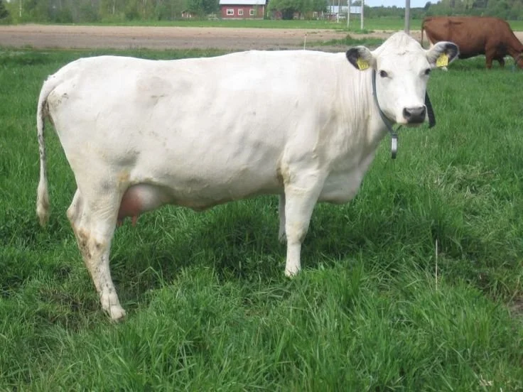 Northern Finncattle
