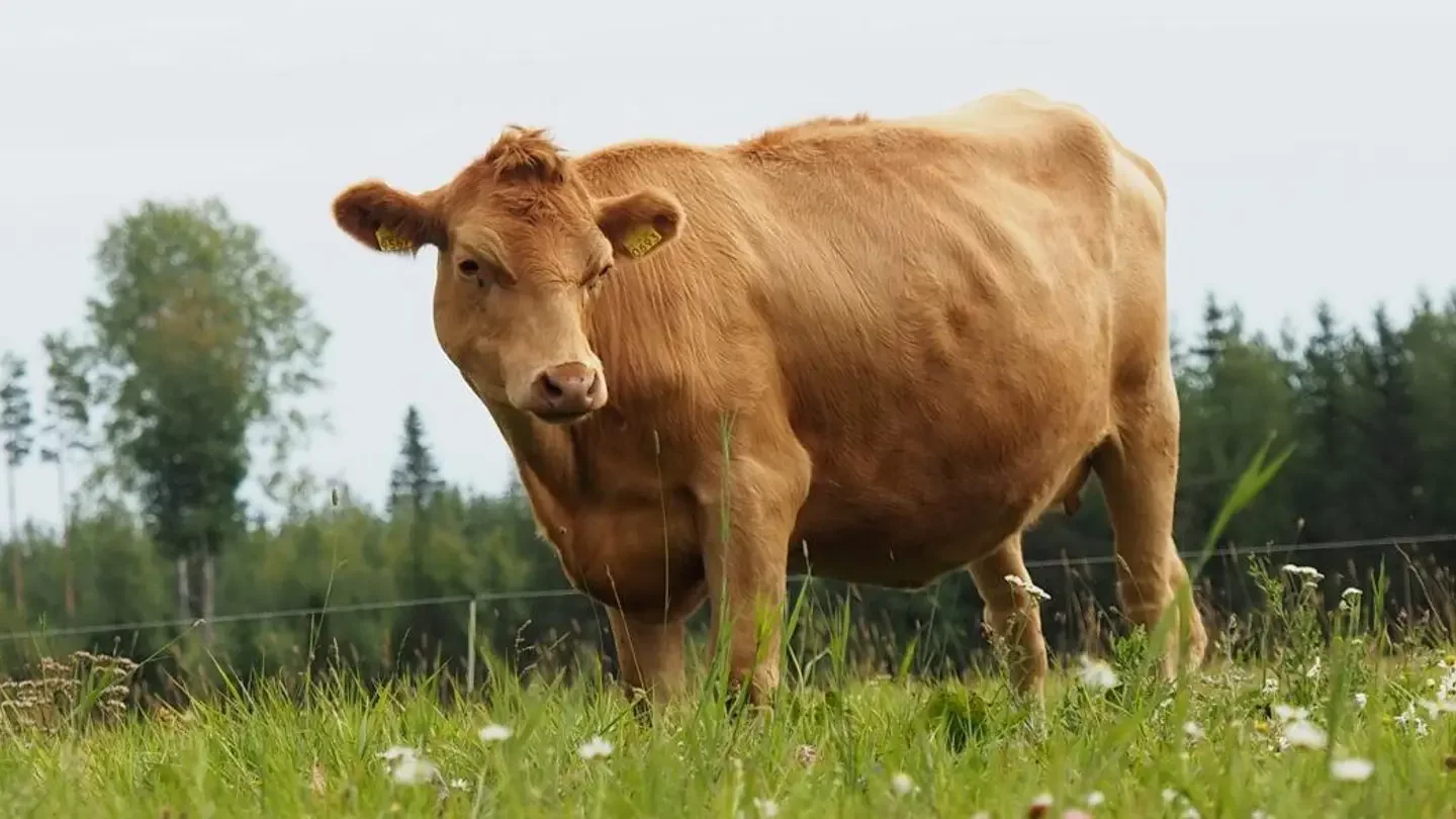 Western Finncattle
