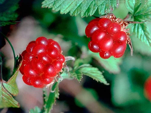 Arctic Bramble