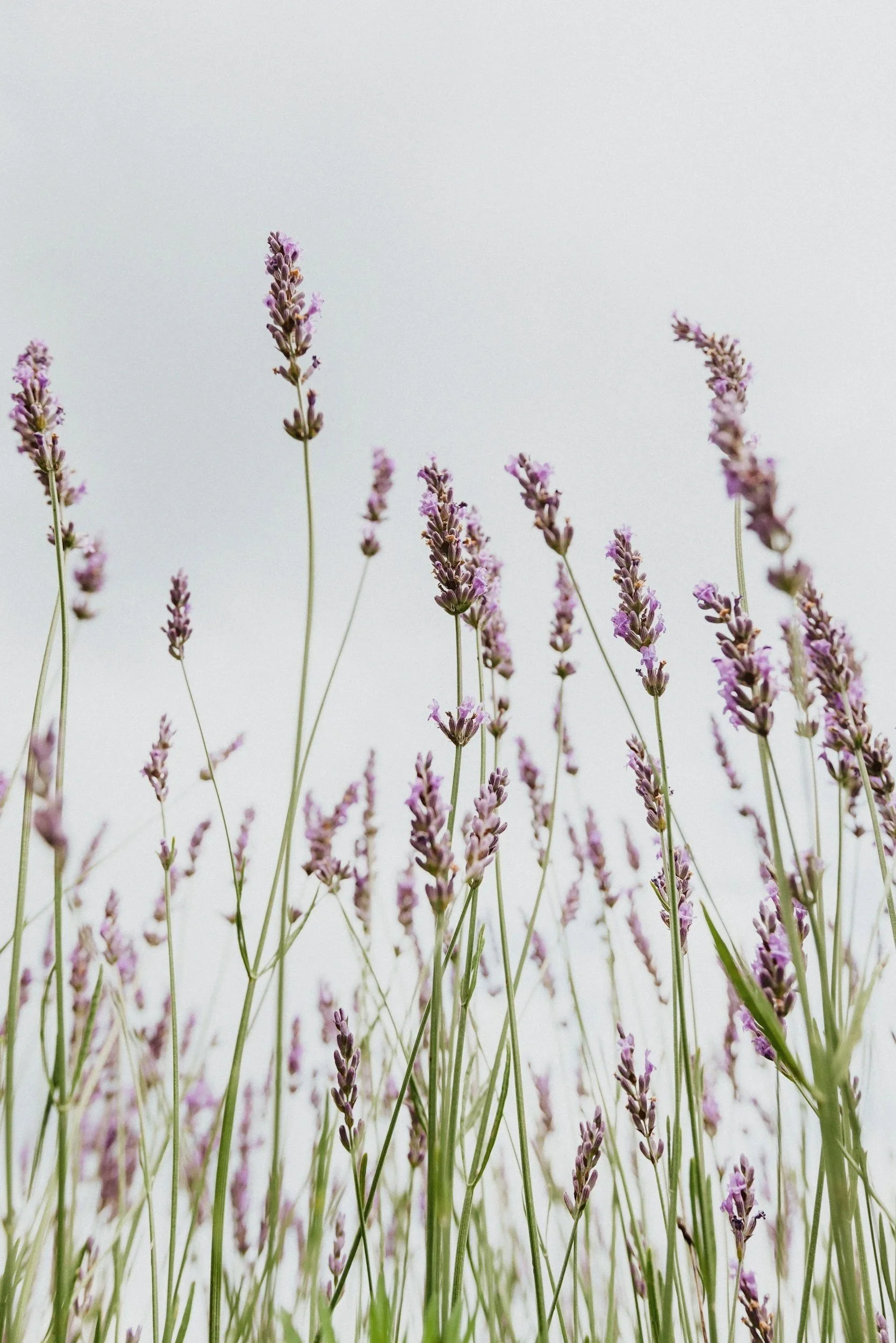 Lavender flowers with tall green stems against a light background.