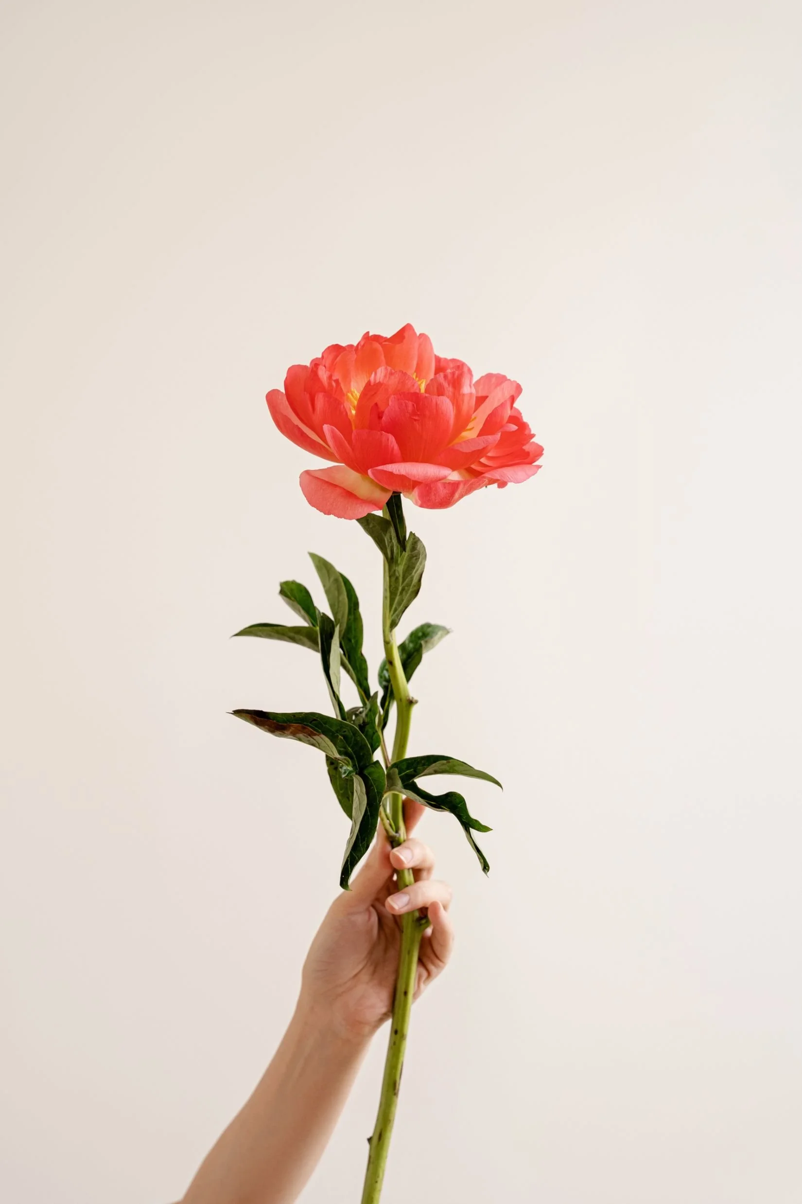 A person's hand holding a tall stem with a pink flower and green leaves against a plain white background.