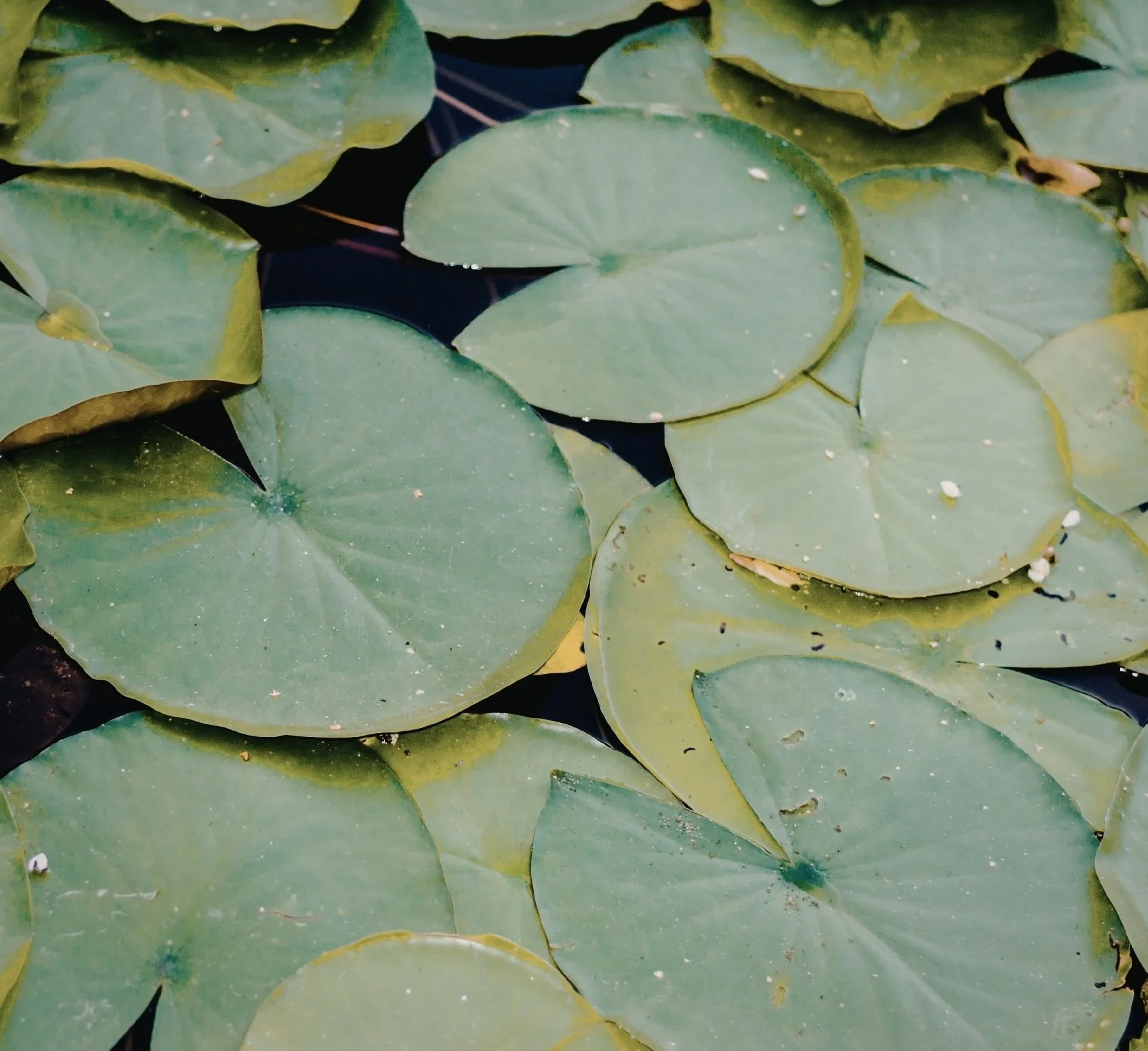 Close-up view of green lily pads floating on dark water.
