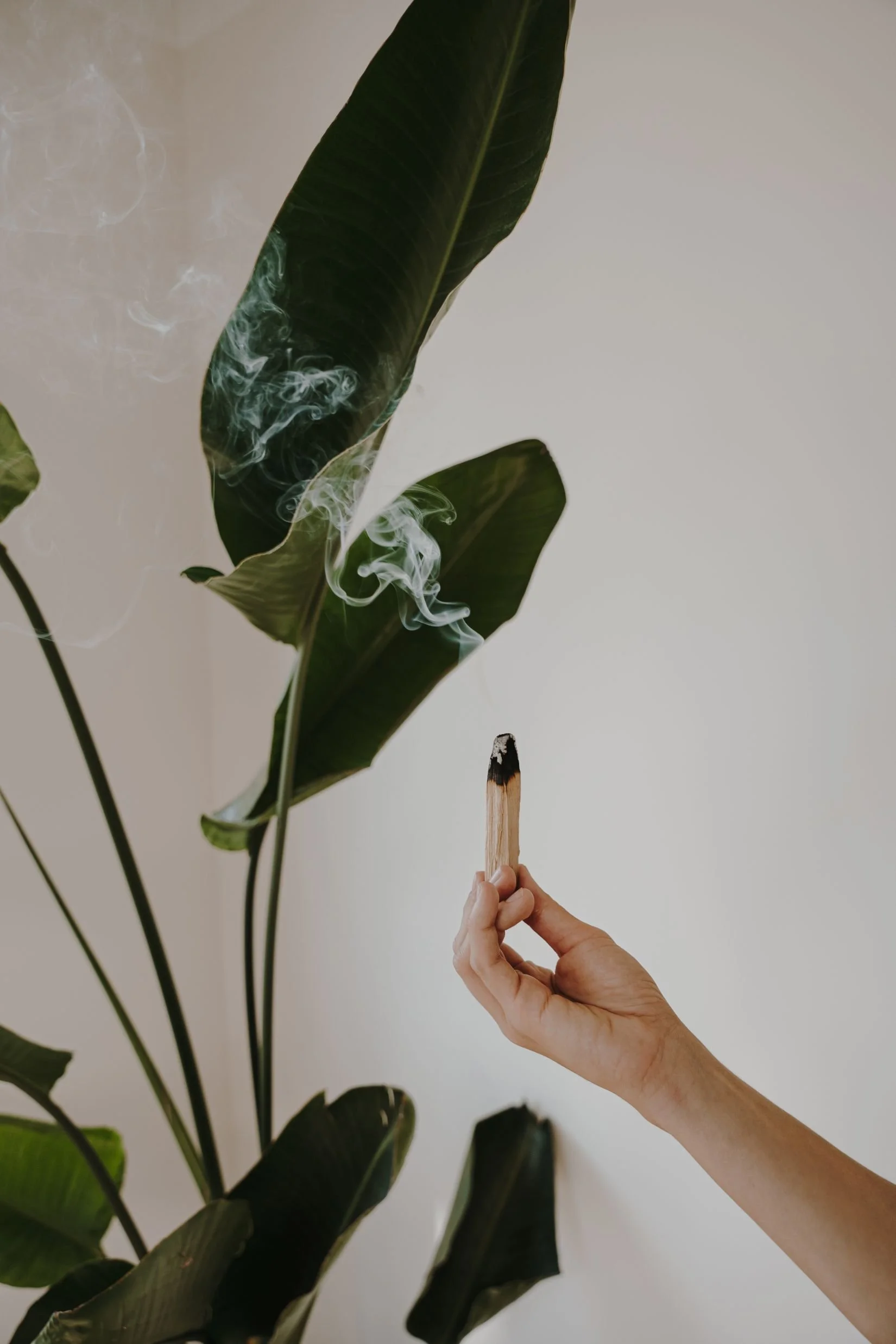 A hand holding a lit palo santo stick with smoke rising near large green leaves against a plain background.