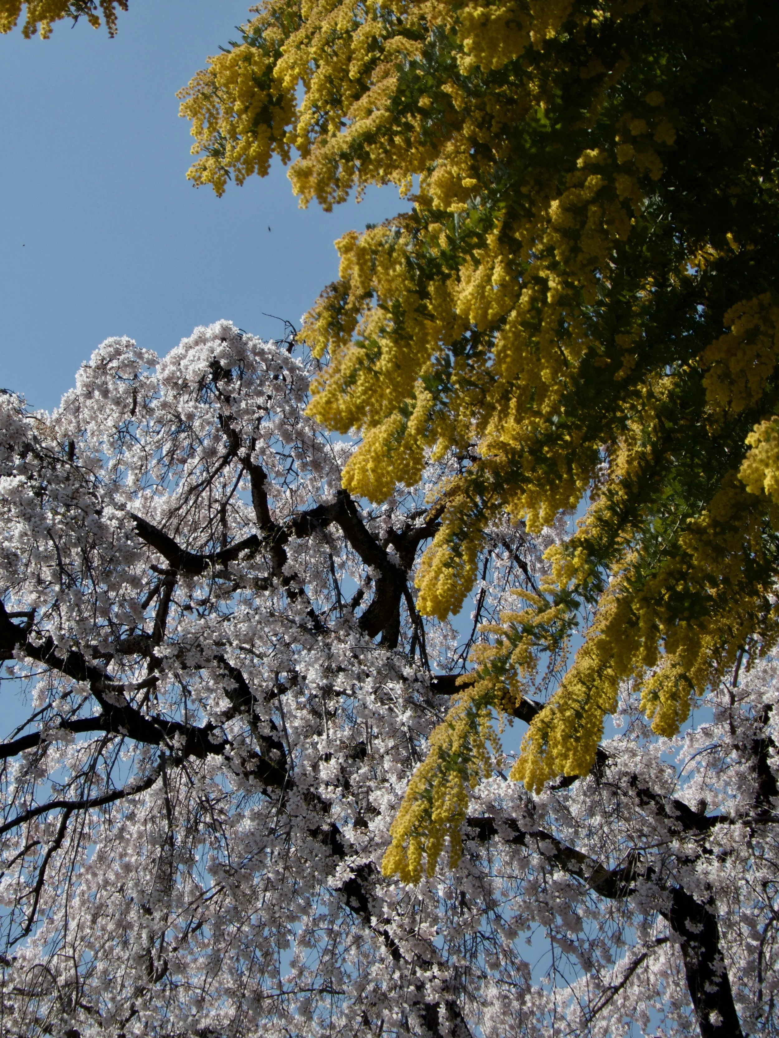 Tree branches with white and yellow blossoms against a clear blue sky.