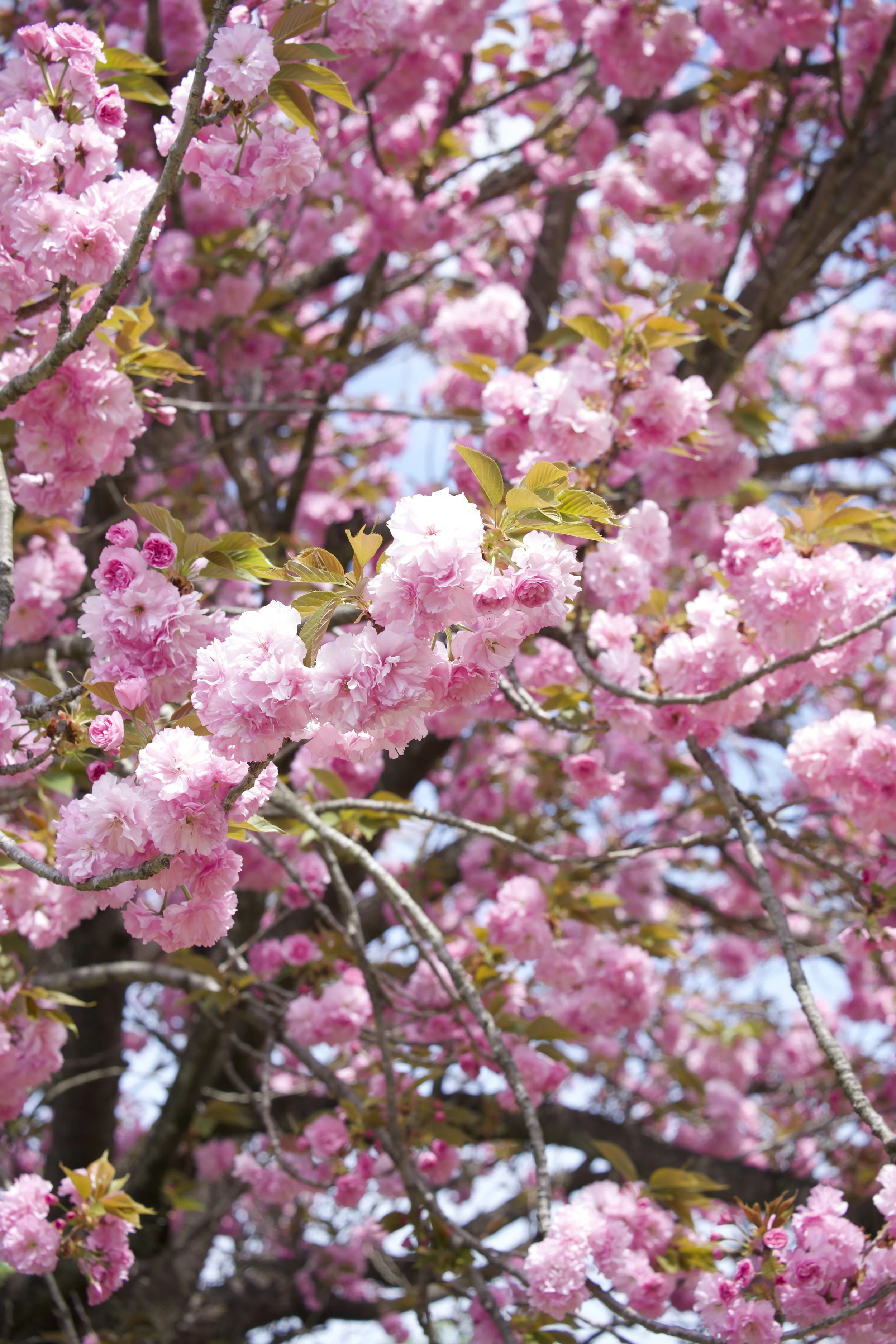 Close-up of pink cherry blossoms in full bloom on tree branches with blue sky in background.