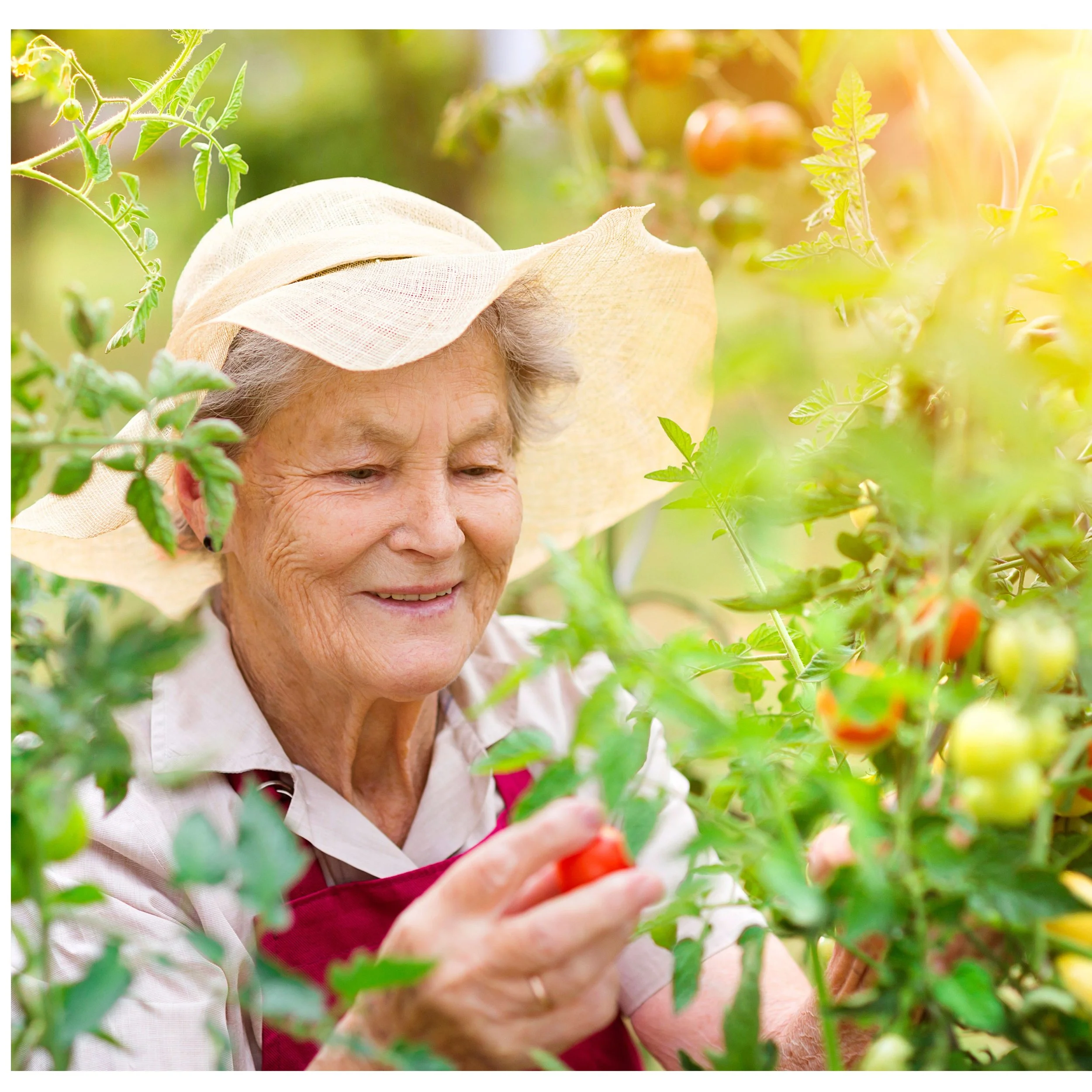 An elderly woman wearing a straw hat and red apron picking ripe red tomatoes in a lush green garden.