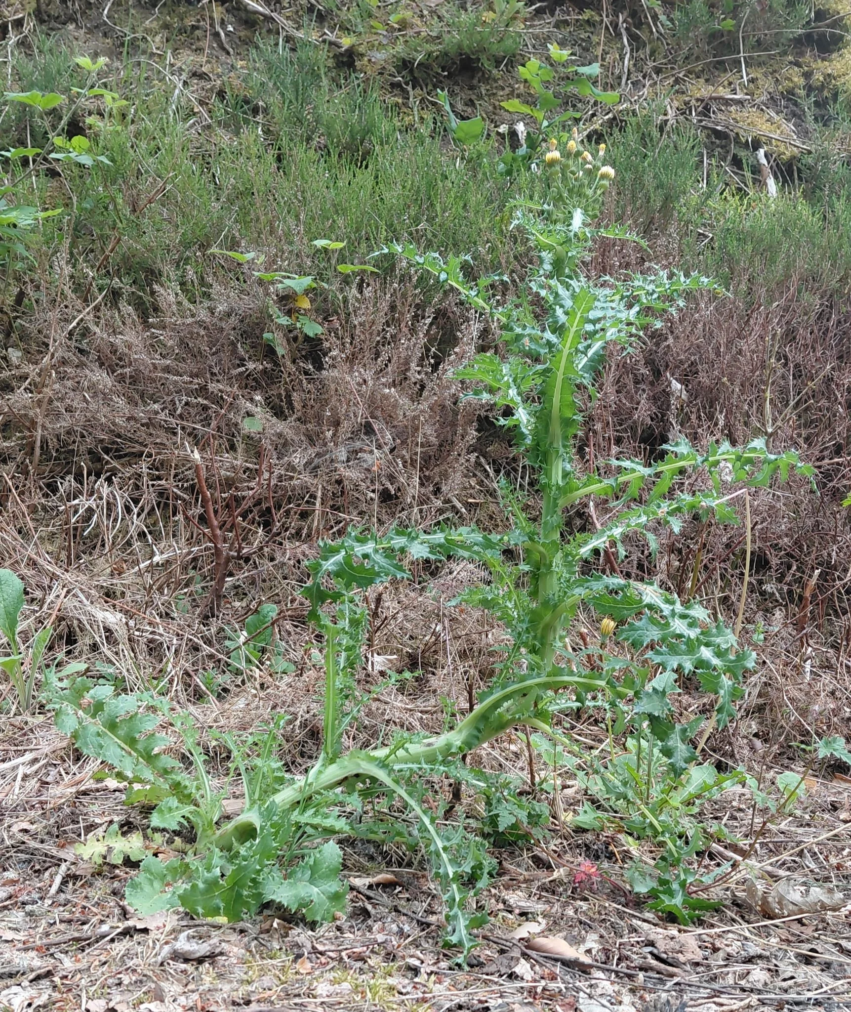 Wonky Weed