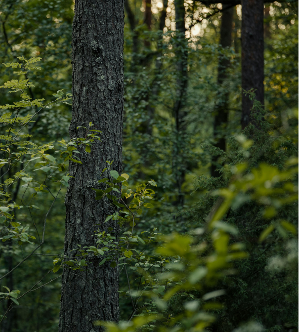 A close-up view of a tree trunk with green foliage in a dense forest.