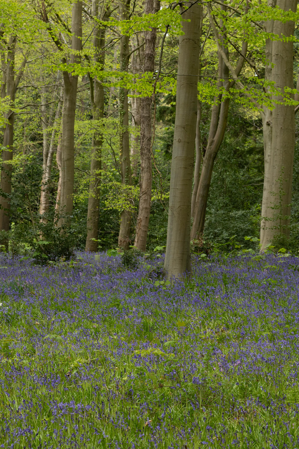 A forest scene at Dalkeith Country Park, with tall trees and a ground covered in purple flowers and green foliage.
