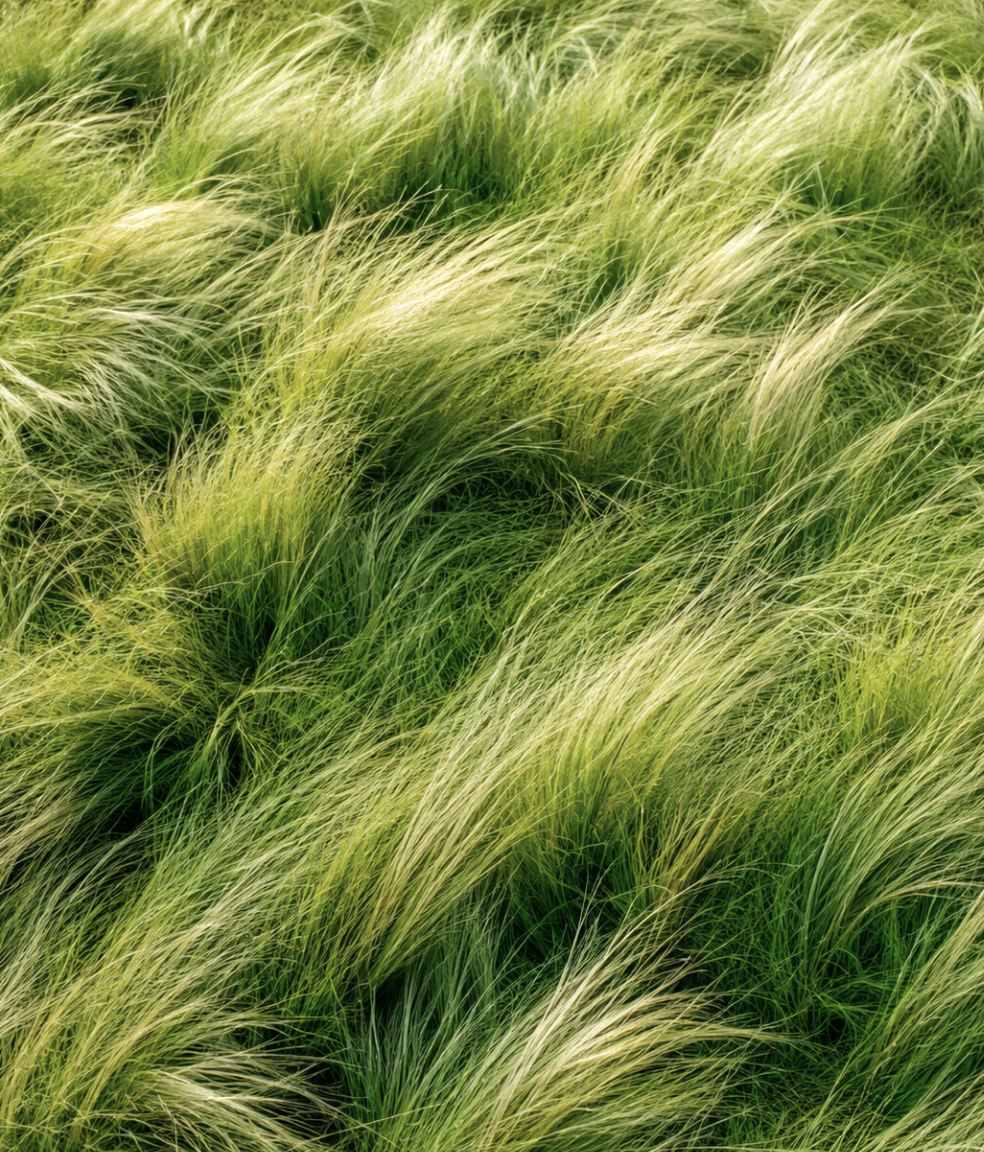 Field of tall, green grass blowing in the wind.