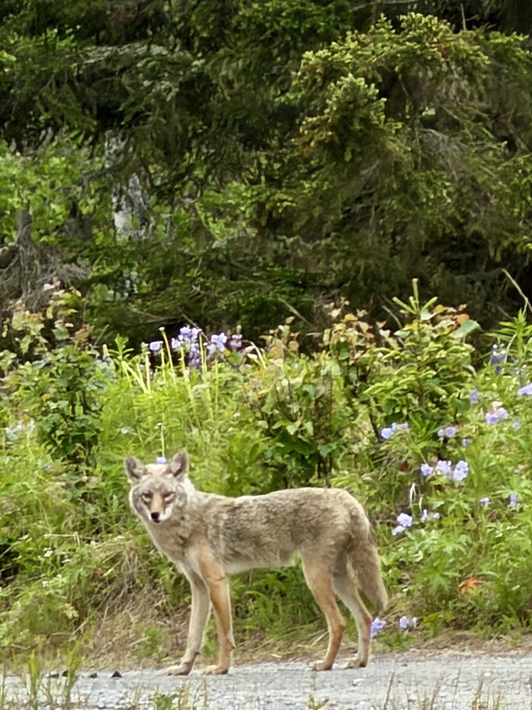 IMG_3738.jpeg