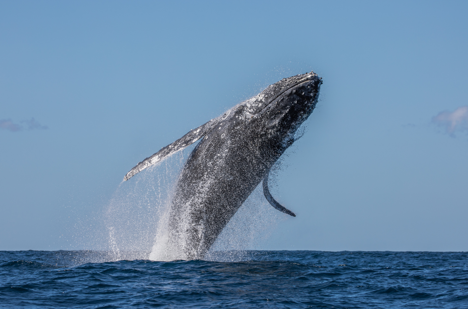Whale Season in Cape Town