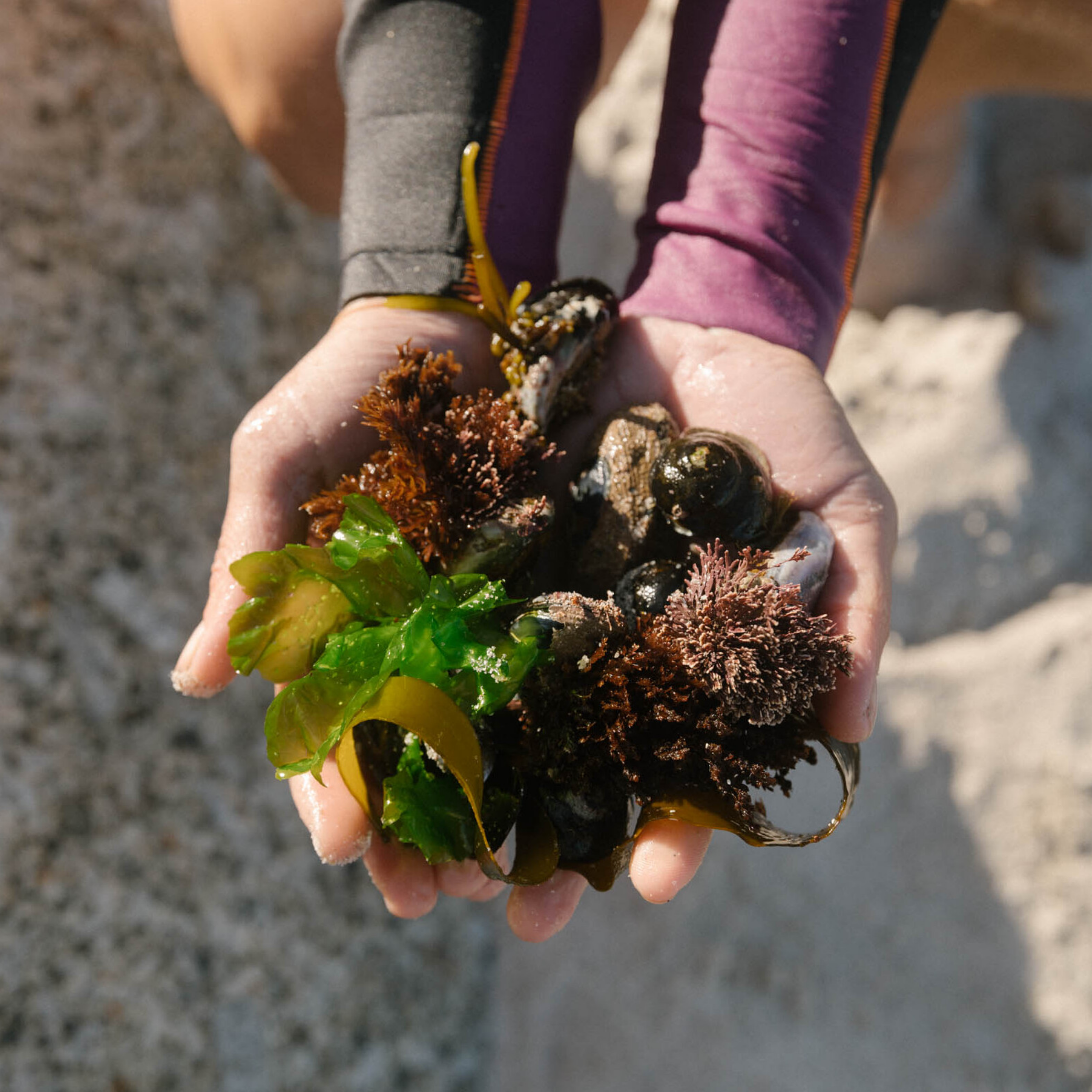A close-up of a hand holding a cluster of colorful seaweed and marine life, with a rocky beach and sand in the background.