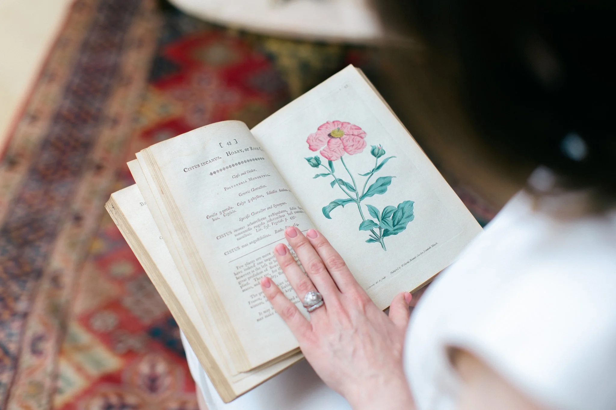 Why 18th Century Botanicals Still Resonate Today