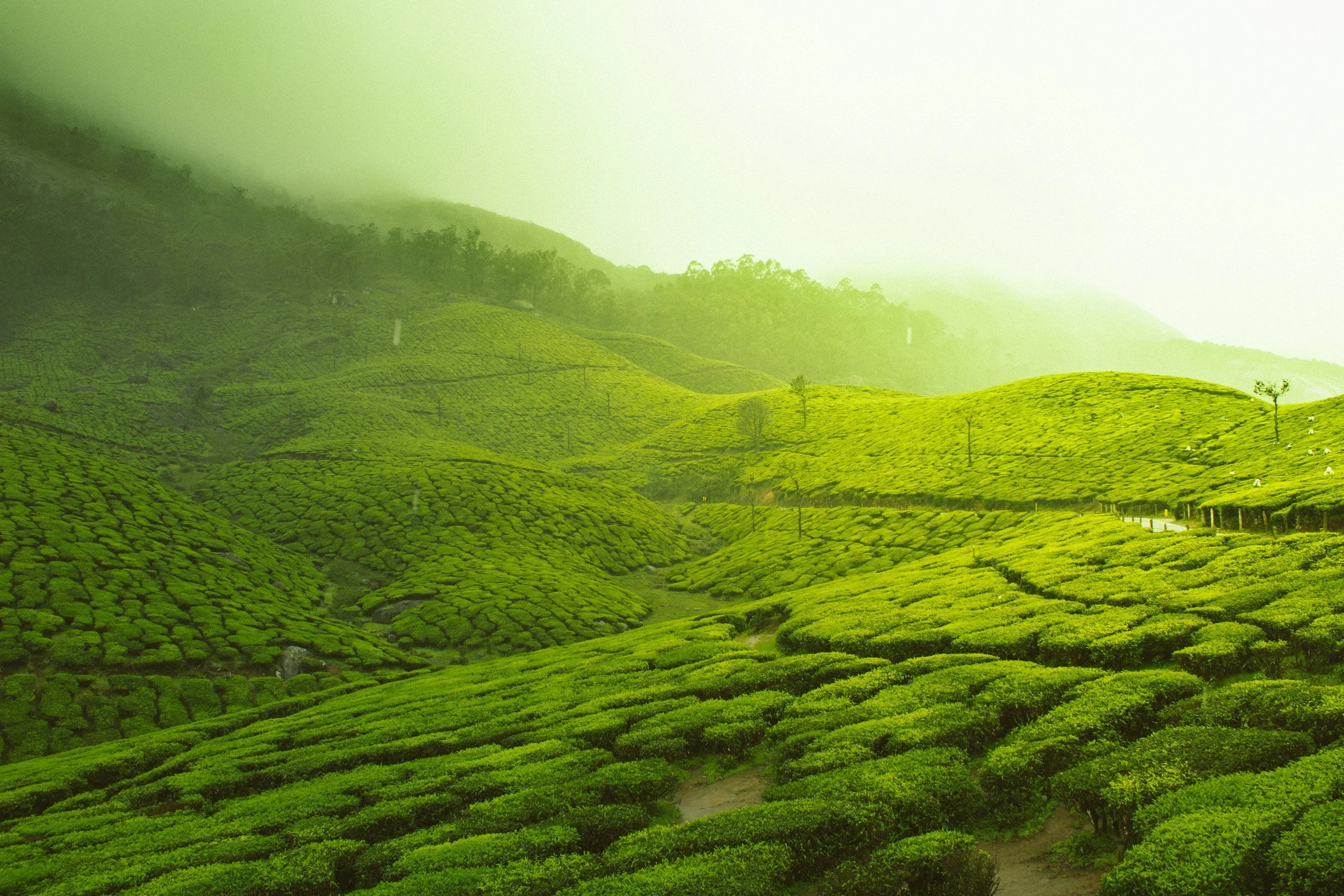 atmospheric tea plantation. misty sky, green fields