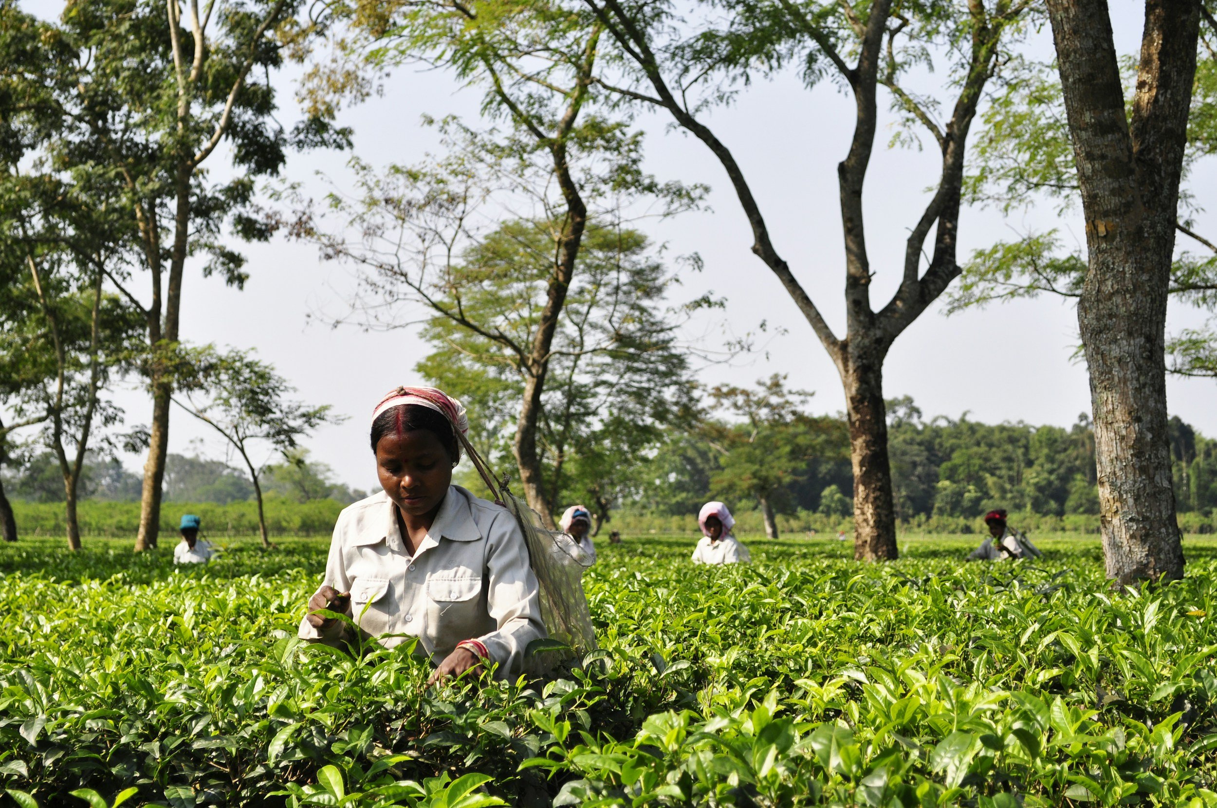 assam tea farmer picking tea leaves