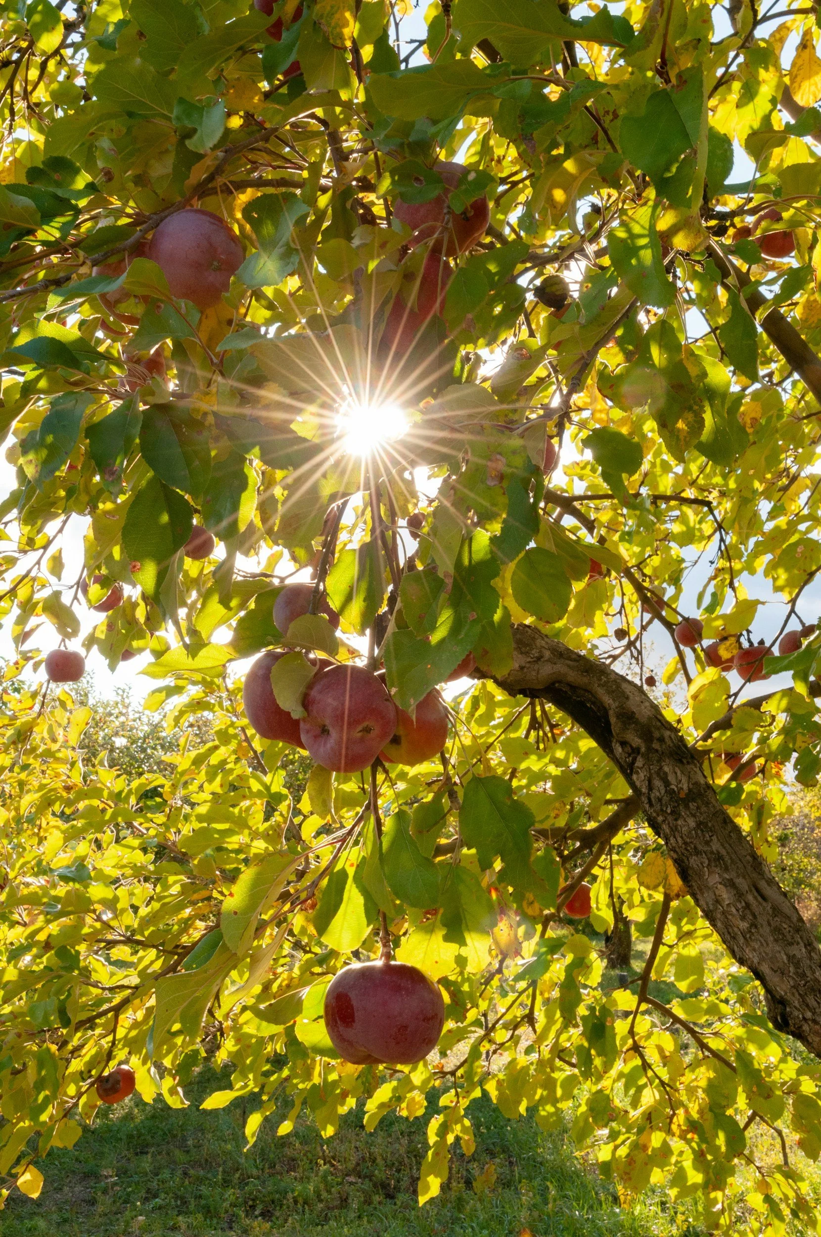 Sunlight filtering through the green and yellow leaves of an apple tree, with ripe apples hanging from the branches.