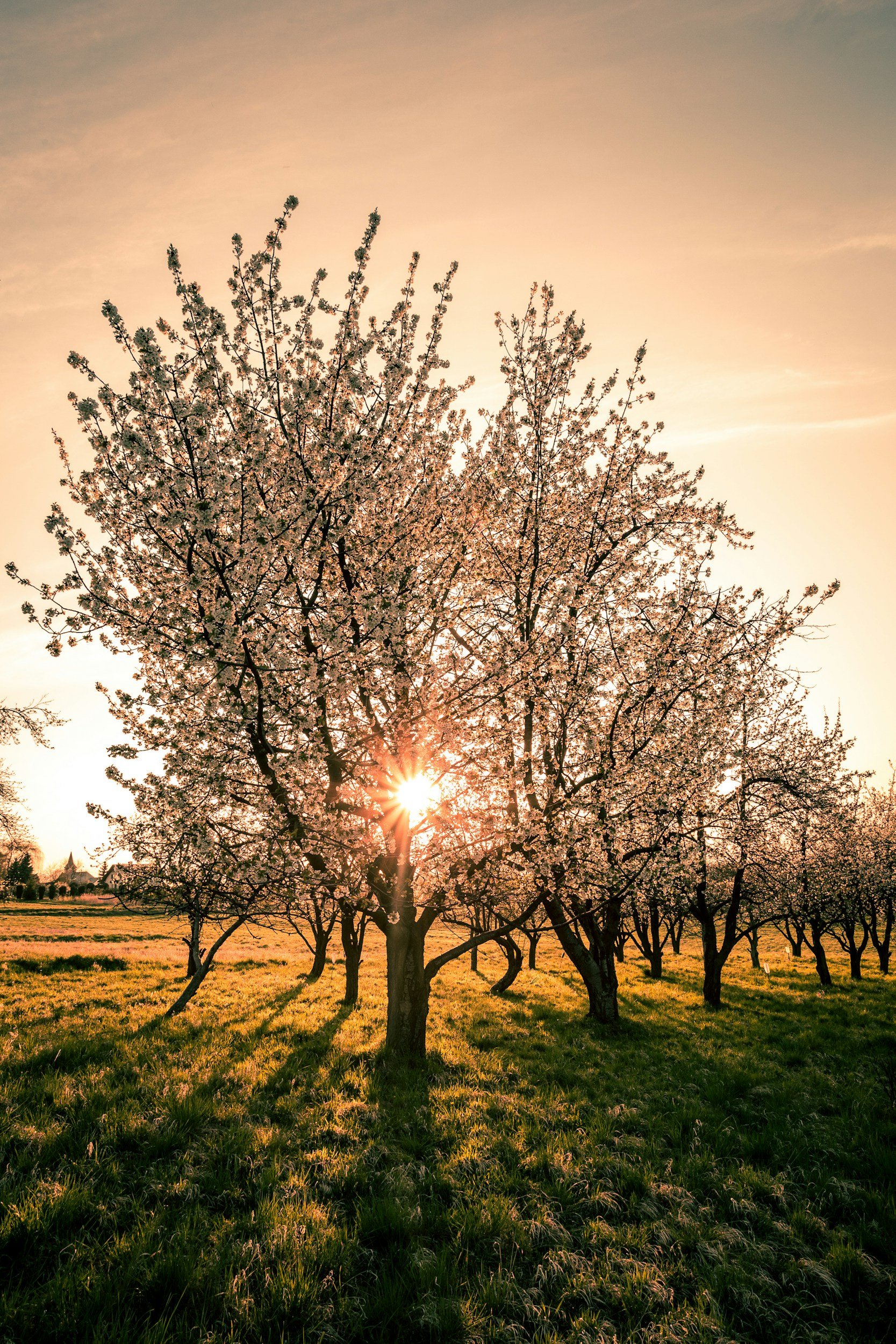 A field with grass and trees, the sun is setting or rising behind the trees, casting long shadows and a warm glow across the landscape.
