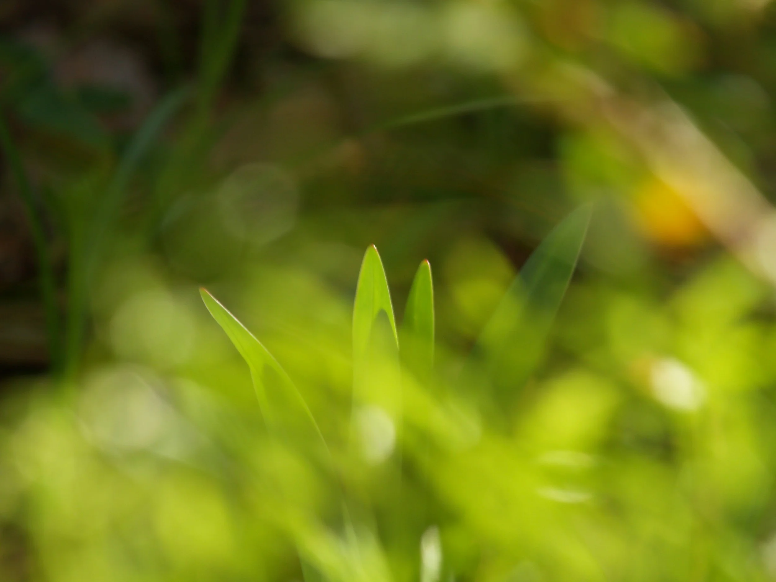 Close-up of green grass blades in a natural outdoor setting with blurred background.